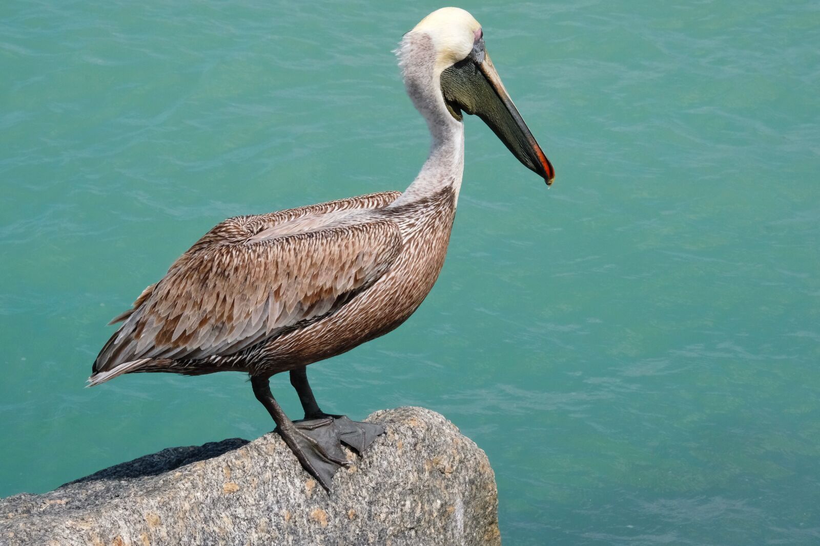 Fujifilm X-T2 + Fujifilm XF 55-200mm F3.5-4.8 R LM OIS sample photo. Pelican, ocean, bird photography