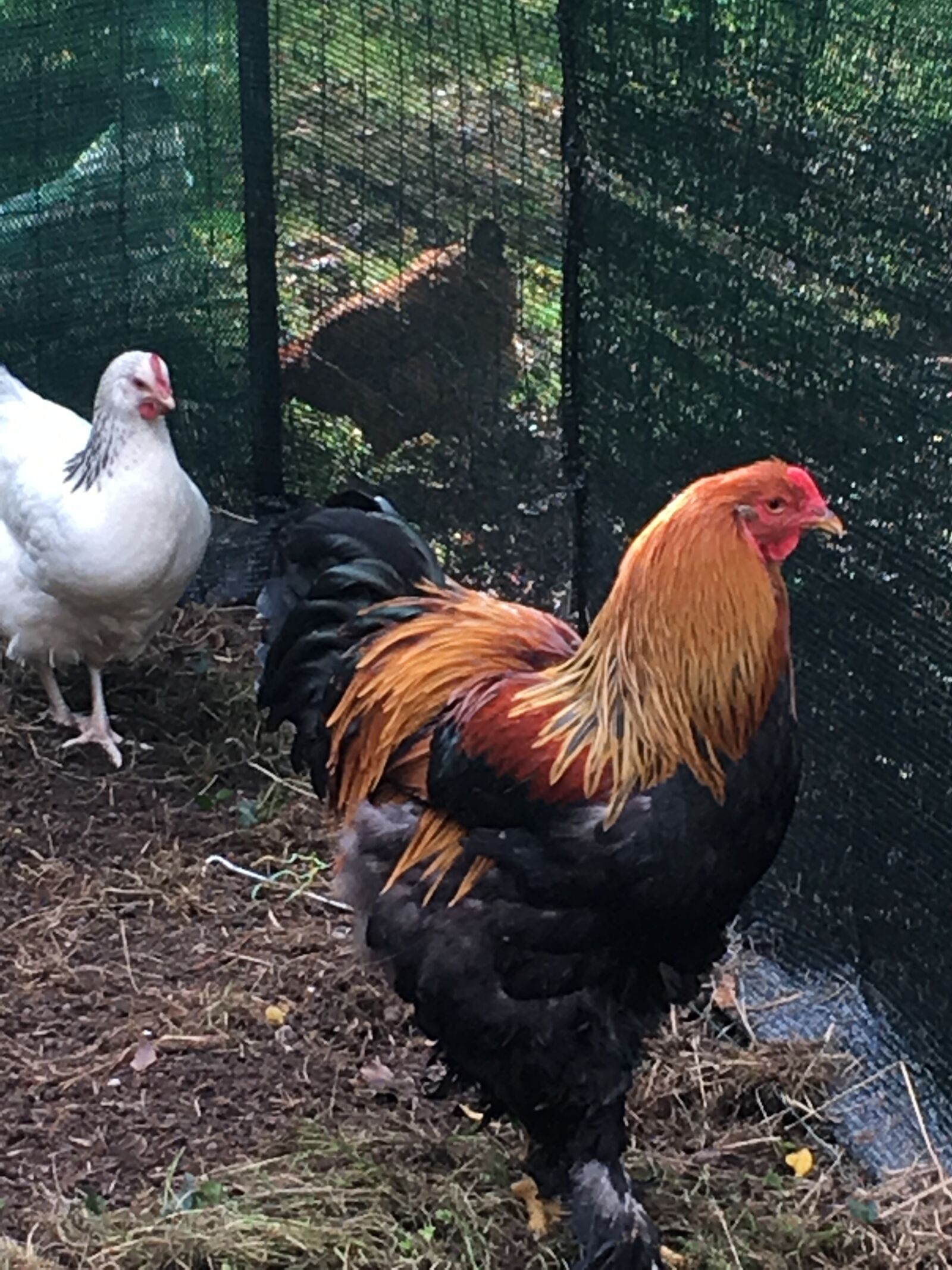 iPhone 6s Plus back camera 4.15mm f/2.2 sample photo. Roaster, hen, country photography