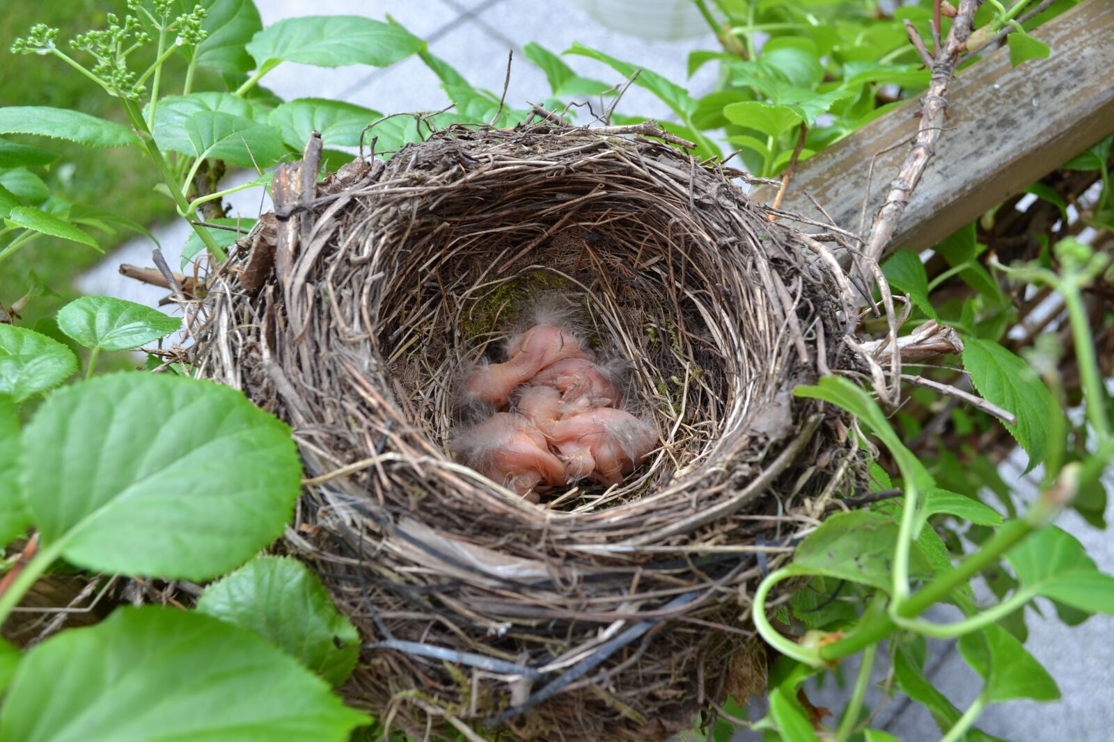 Nikon D3100 sample photo. Bird's nest, chicks, hatch photography