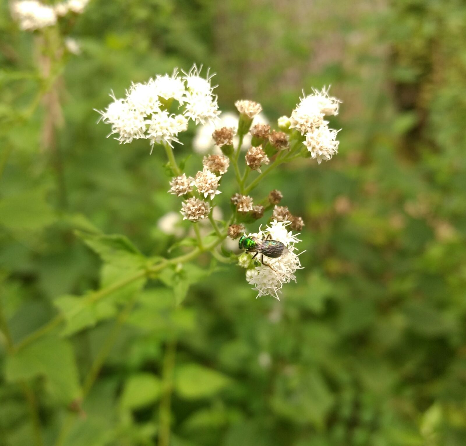 Motorola Moto G (4) sample photo