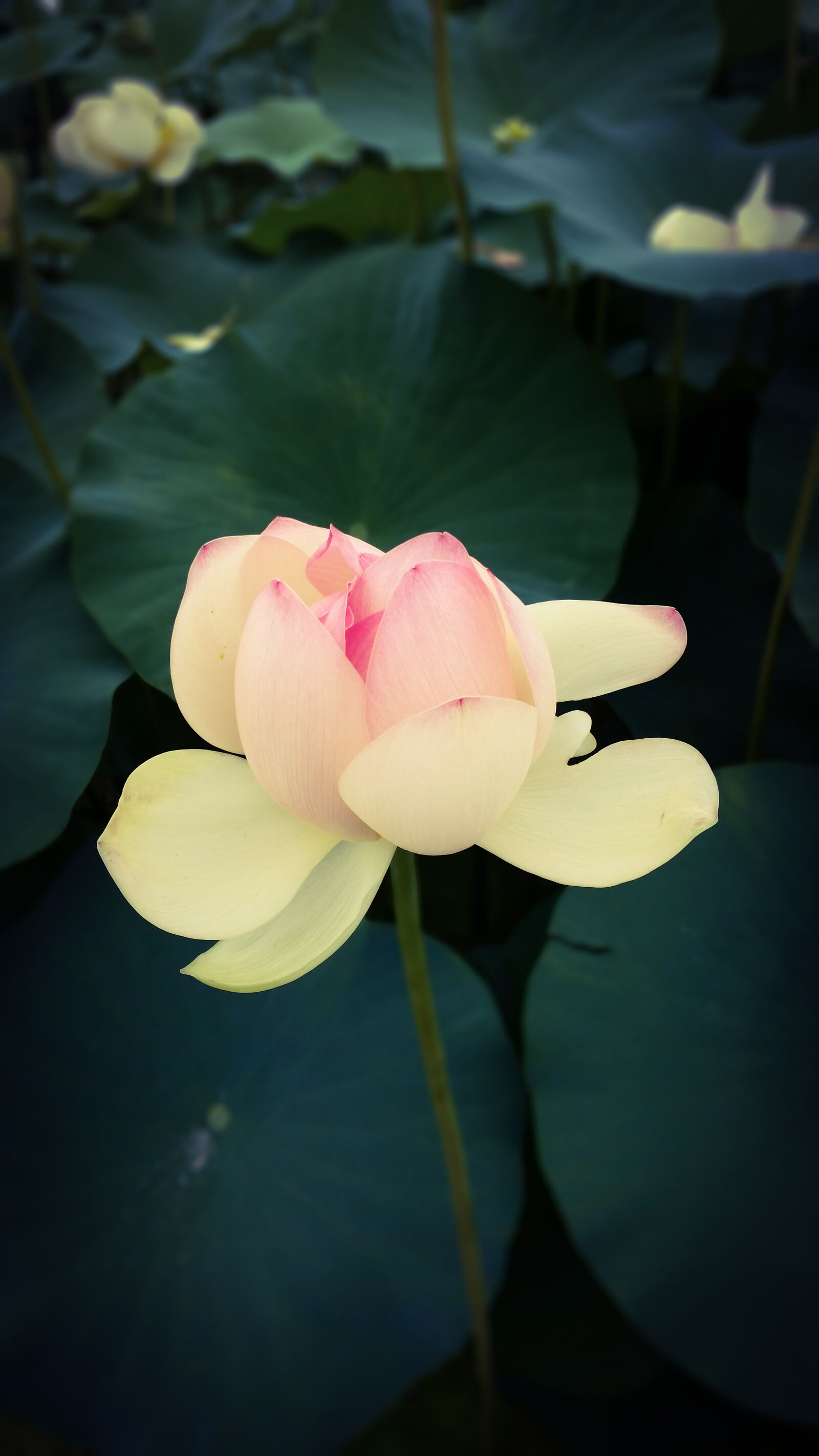 Samsung Galaxy S5 sample photo. Flower photography