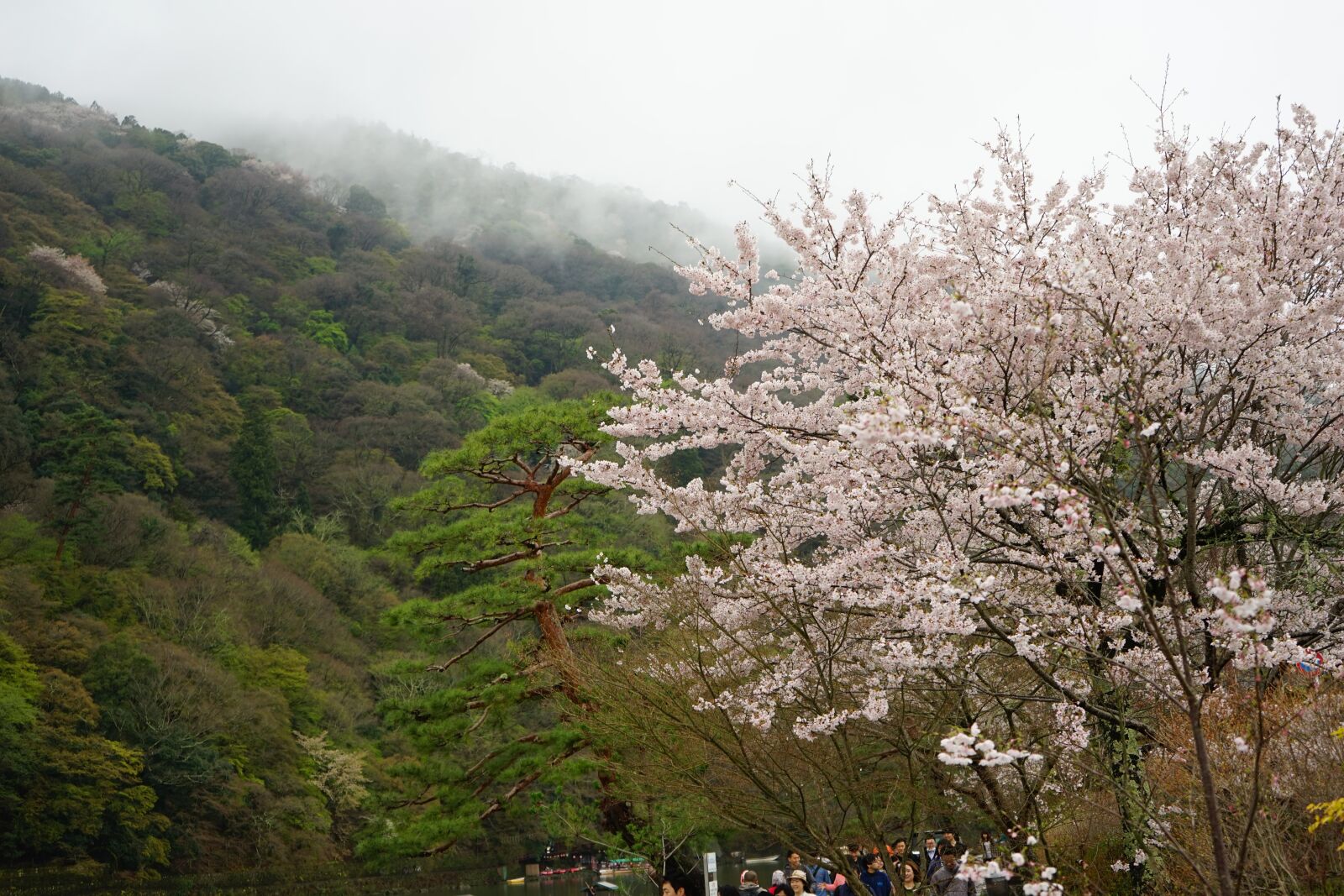 Sony a7 + Sony FE 28-70mm F3.5-5.6 OSS sample photo. Japan, blossom, sakura photography