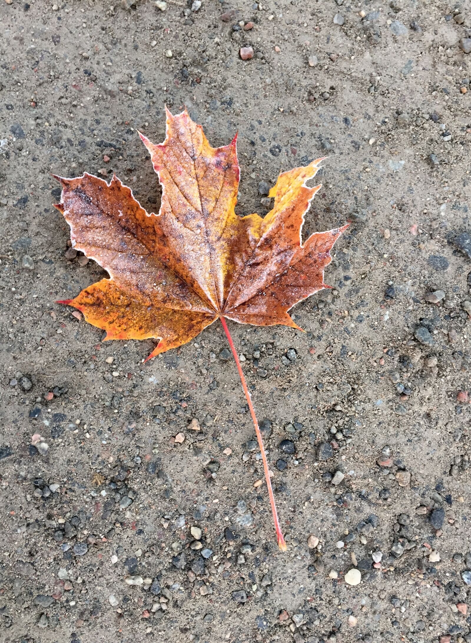 Apple iPhone 6 sample photo. Maple leaf, autumn leaves photography