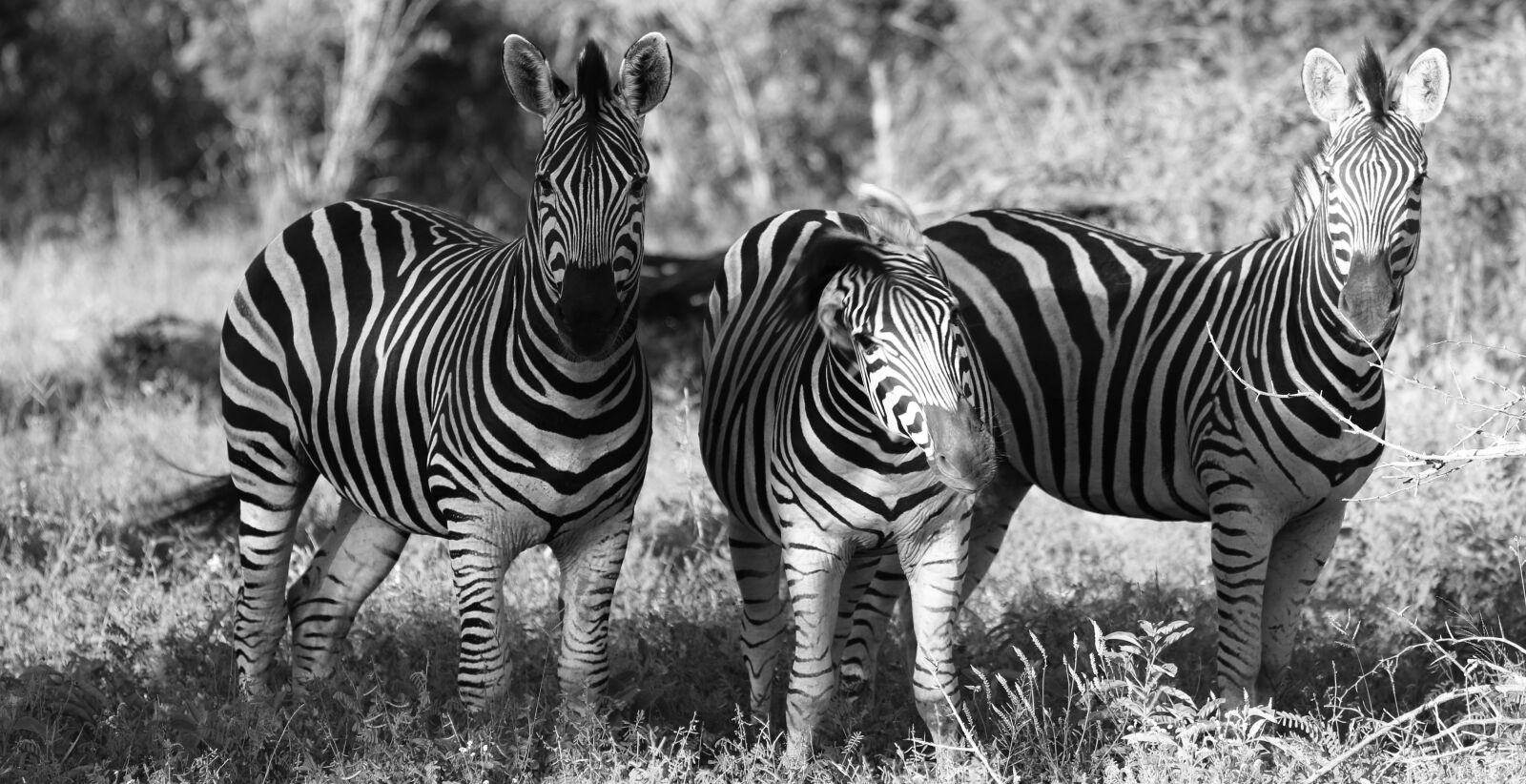 Canon EOS 70D + Canon EF 70-200mm F4L IS USM sample photo. Zebras, south africa, safari photography