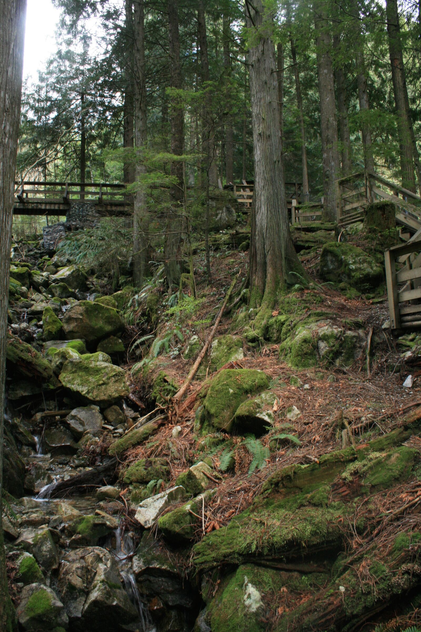Canon EF-S 18-55mm F3.5-5.6 II sample photo. Canada, lush, rainforest, summer photography
