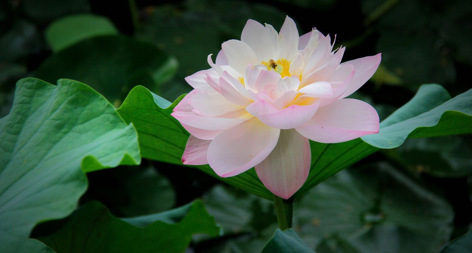 Canon EOS 60D sample photo. Lotus, summer, spring photography