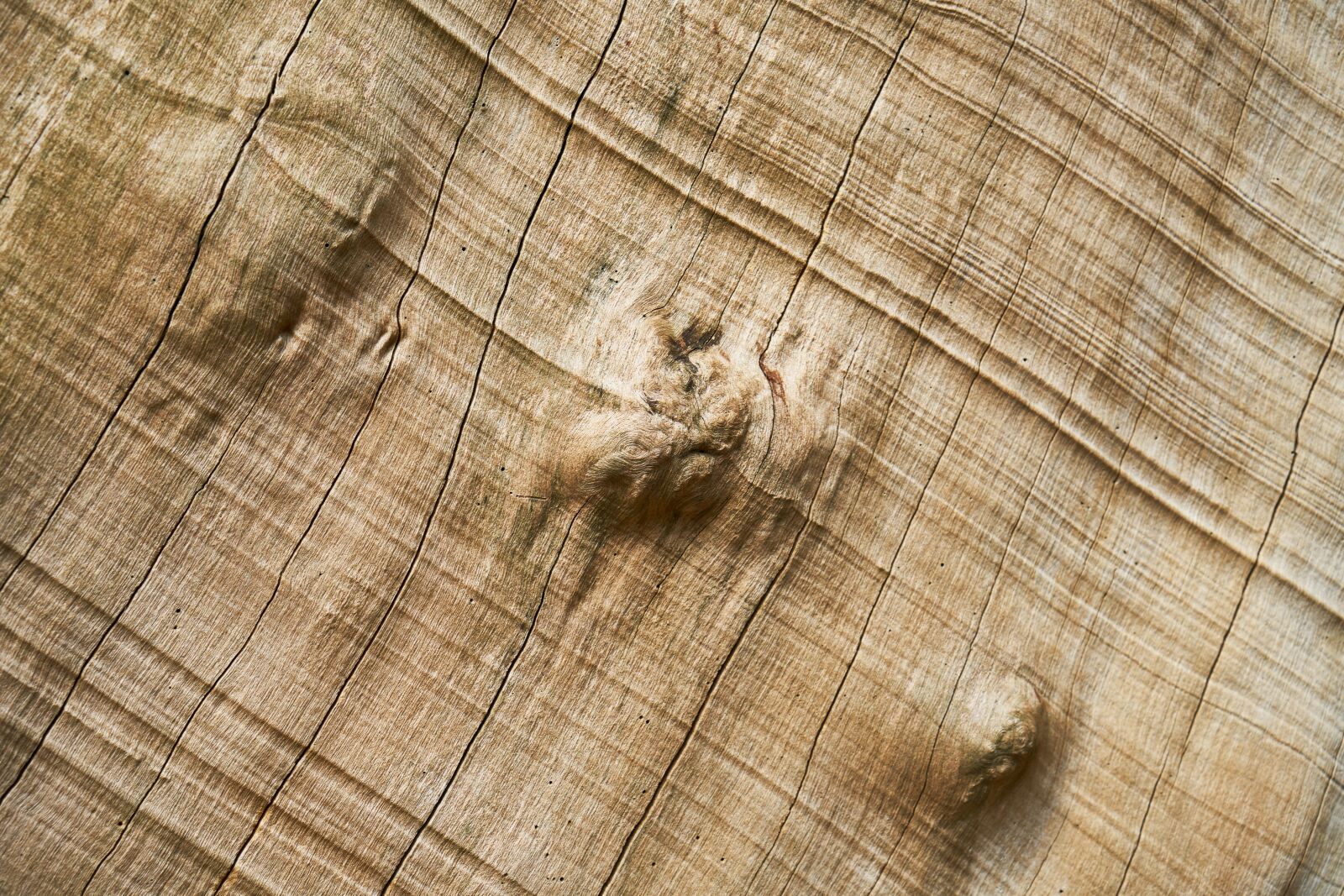 Sony a7R II sample photo. Abstract, texture, tree photography
