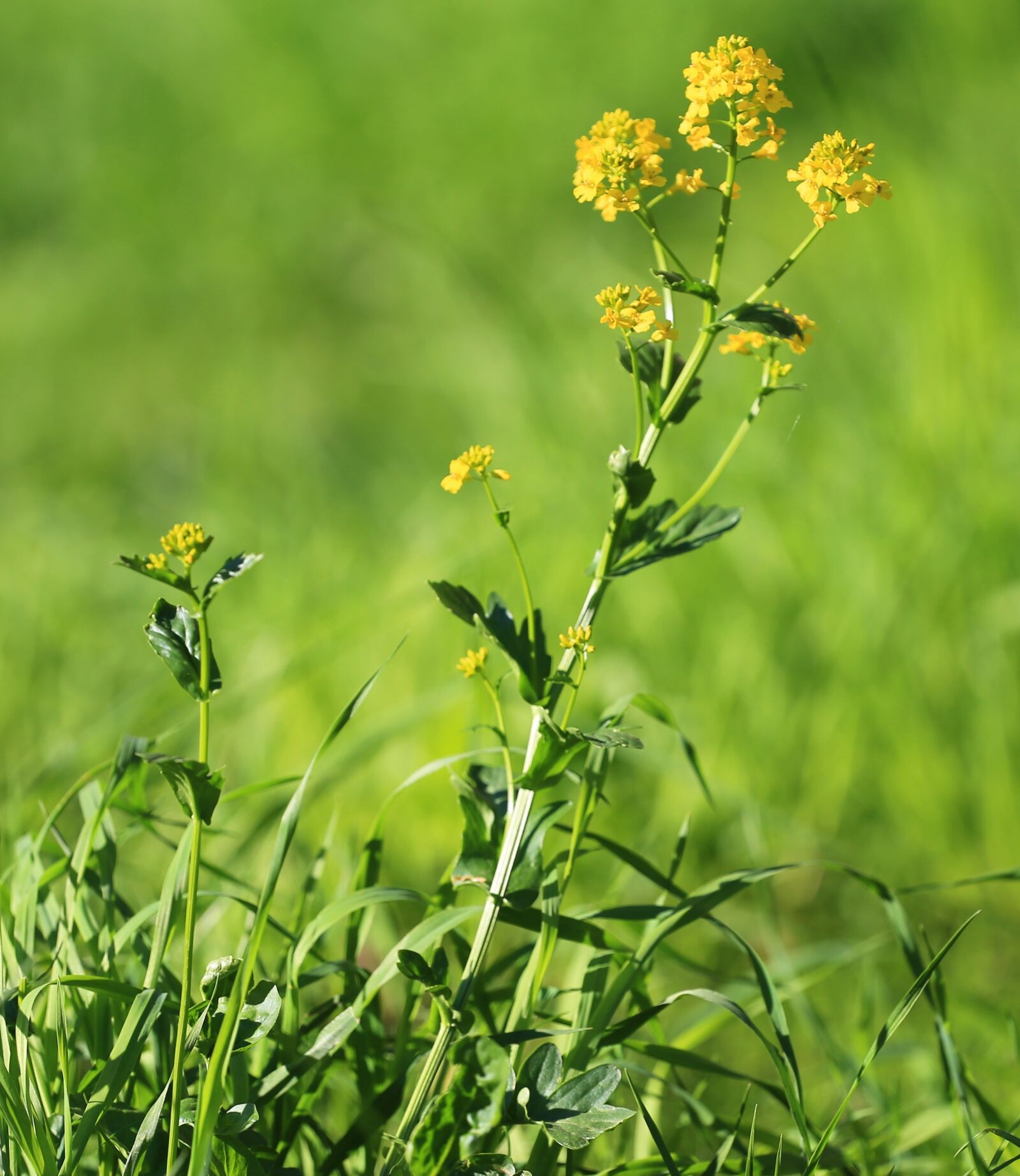 Canon EOS 6D + Canon EF 70-200mm F4L USM sample photo. Summer, summer flowers, live photography
