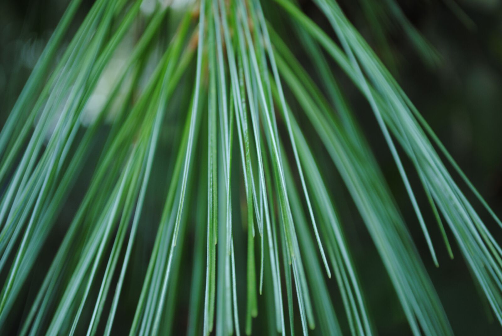 Nikon D3000 sample photo. Pine, pine-needle, nature photography