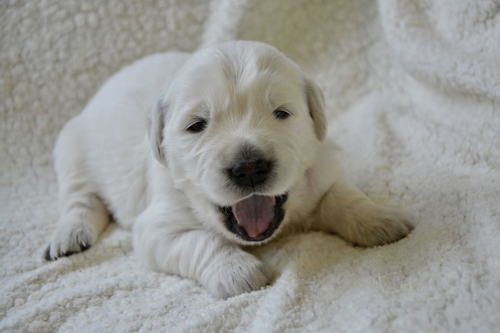 Nikon D5200 sample photo. Puppy, golden retriever puppy photography