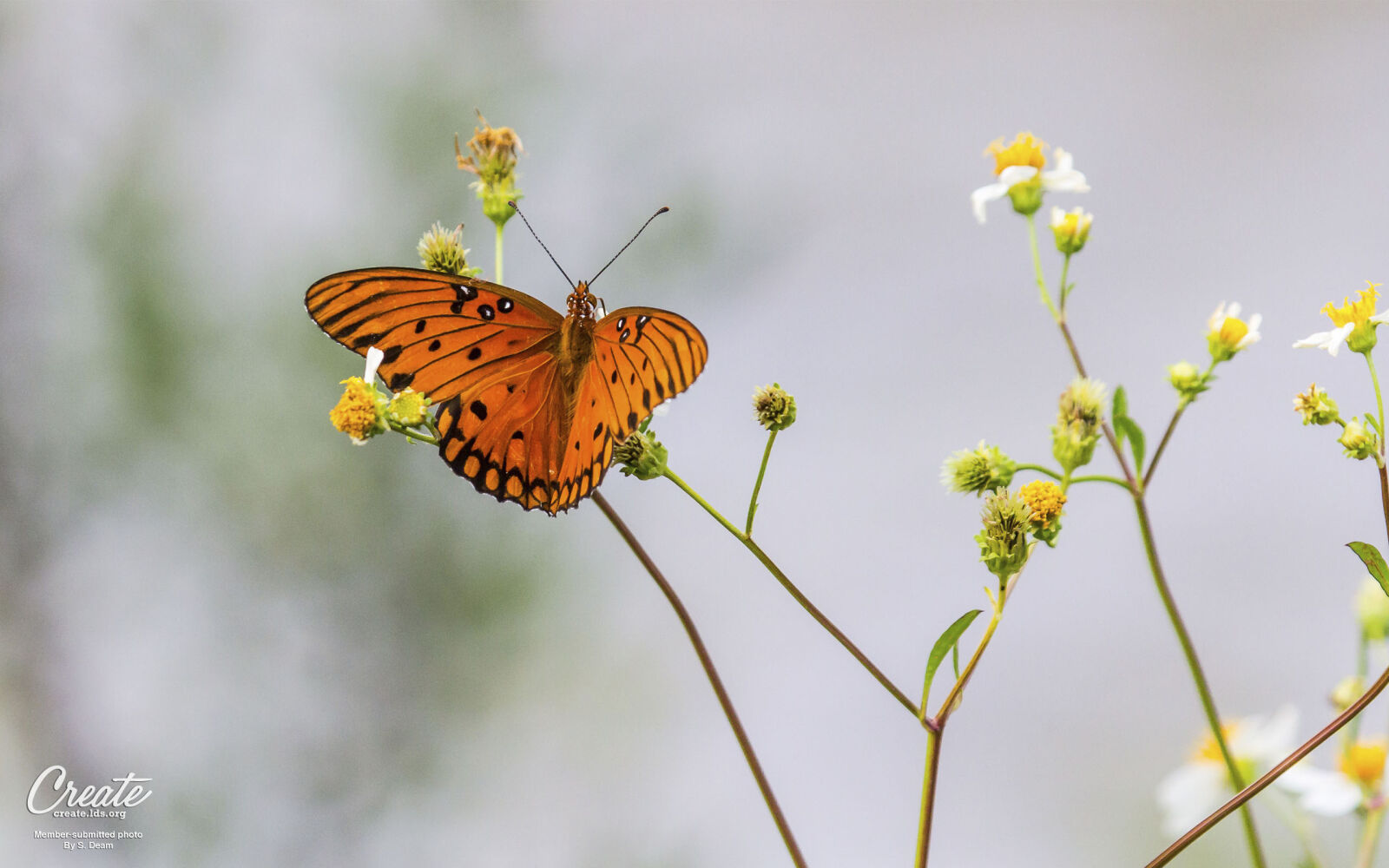 Canon EOS 350D (EOS Digital Rebel XT / EOS Kiss Digital N) sample photo. Best, butterfly photography