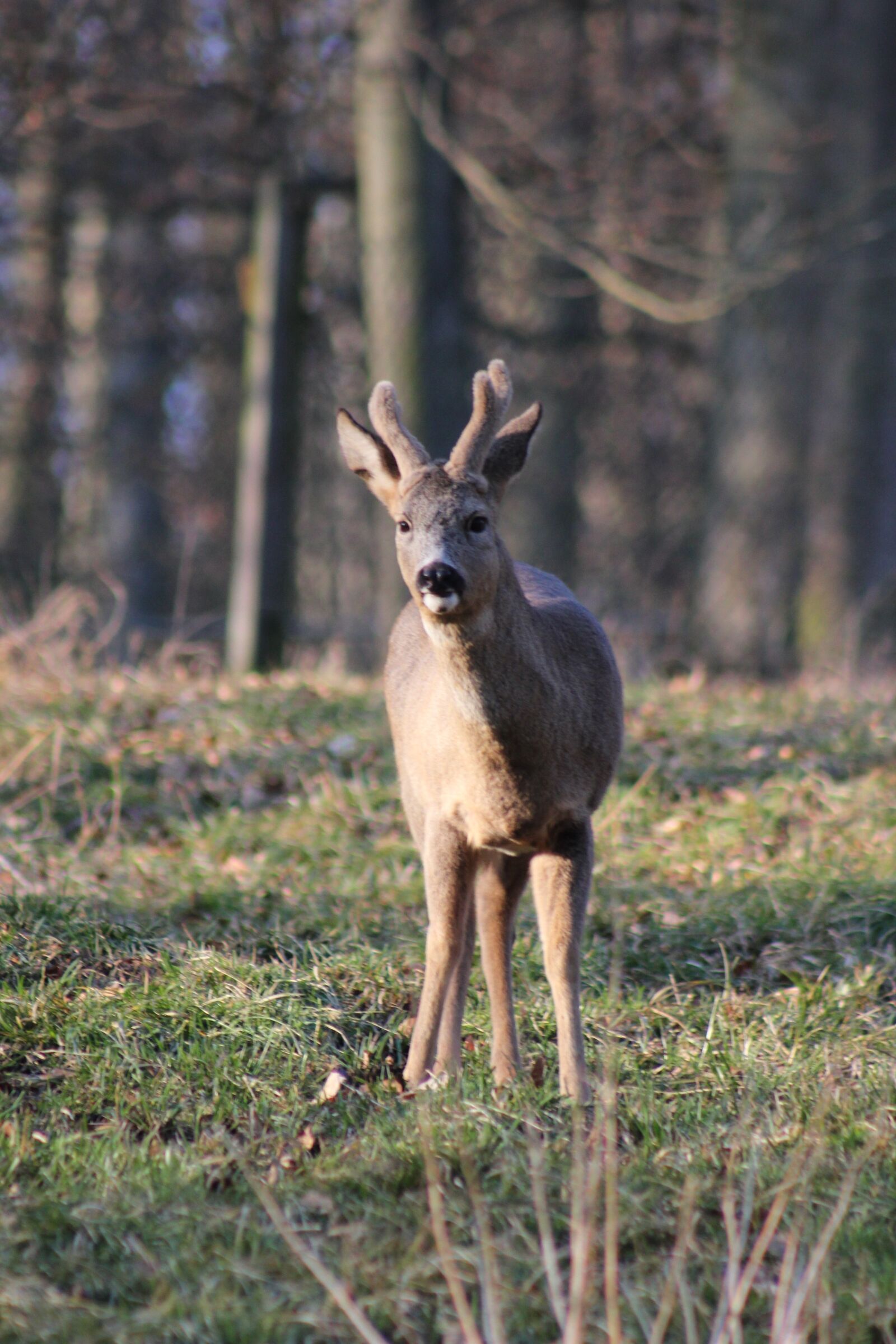 Canon EOS 550D (EOS Rebel T2i / EOS Kiss X4) sample photo. Roe deer, nature, wild photography