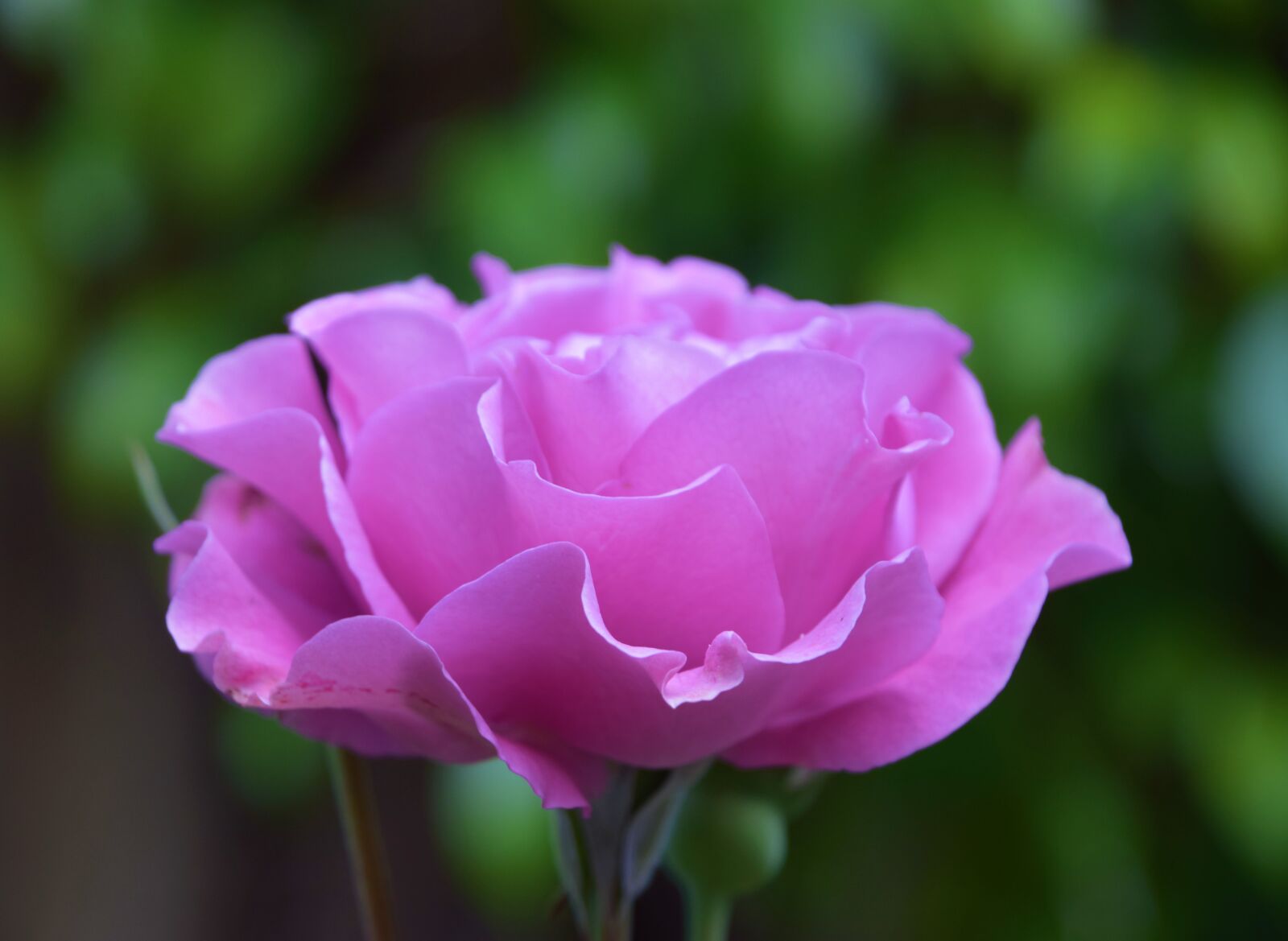 Nikon D3300 sample photo. Disney rose, magic, rose photography