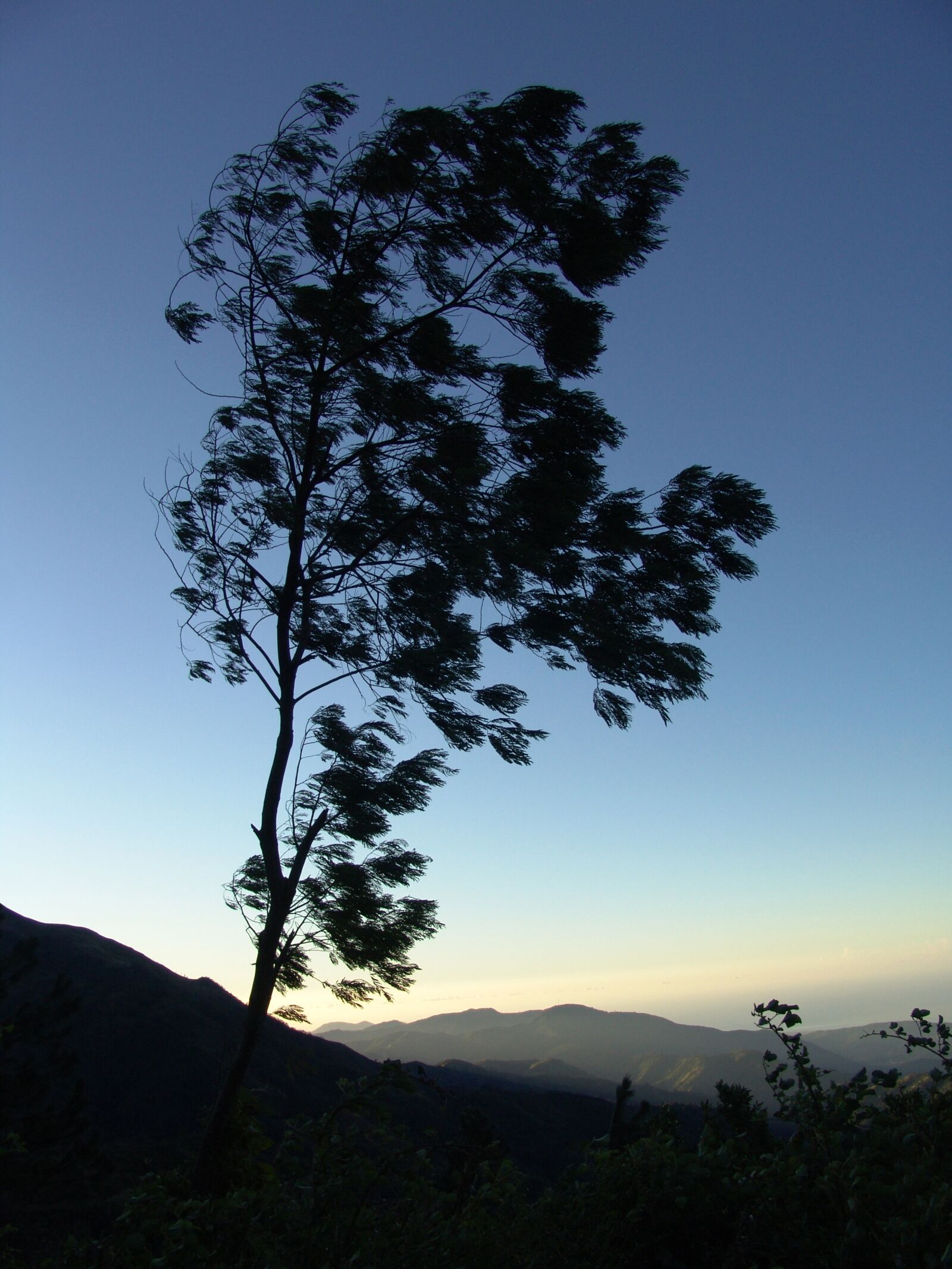 Sony DSC-F828 sample photo. Tree, crown, jamaica photography