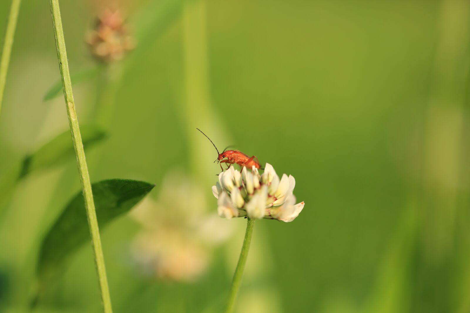 Canon EF 100mm F2.8L Macro IS USM sample photo. Flower, insect, bloom photography