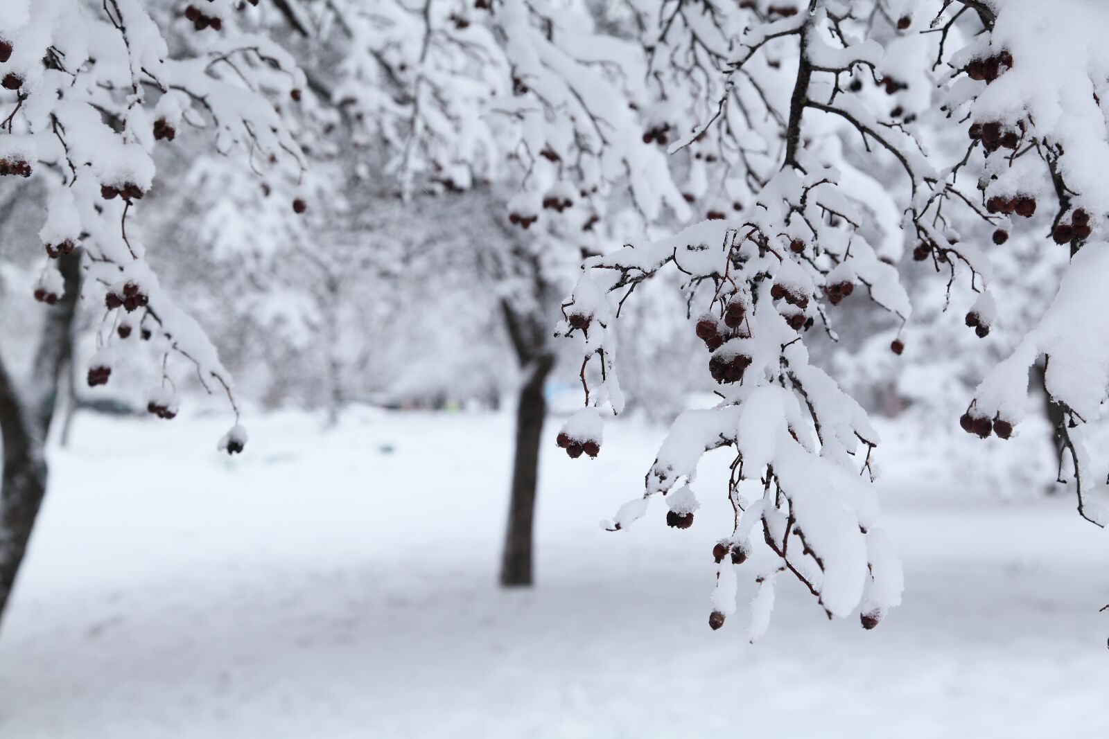 Canon EOS 5D Mark II sample photo. Russian winter, white snow photography