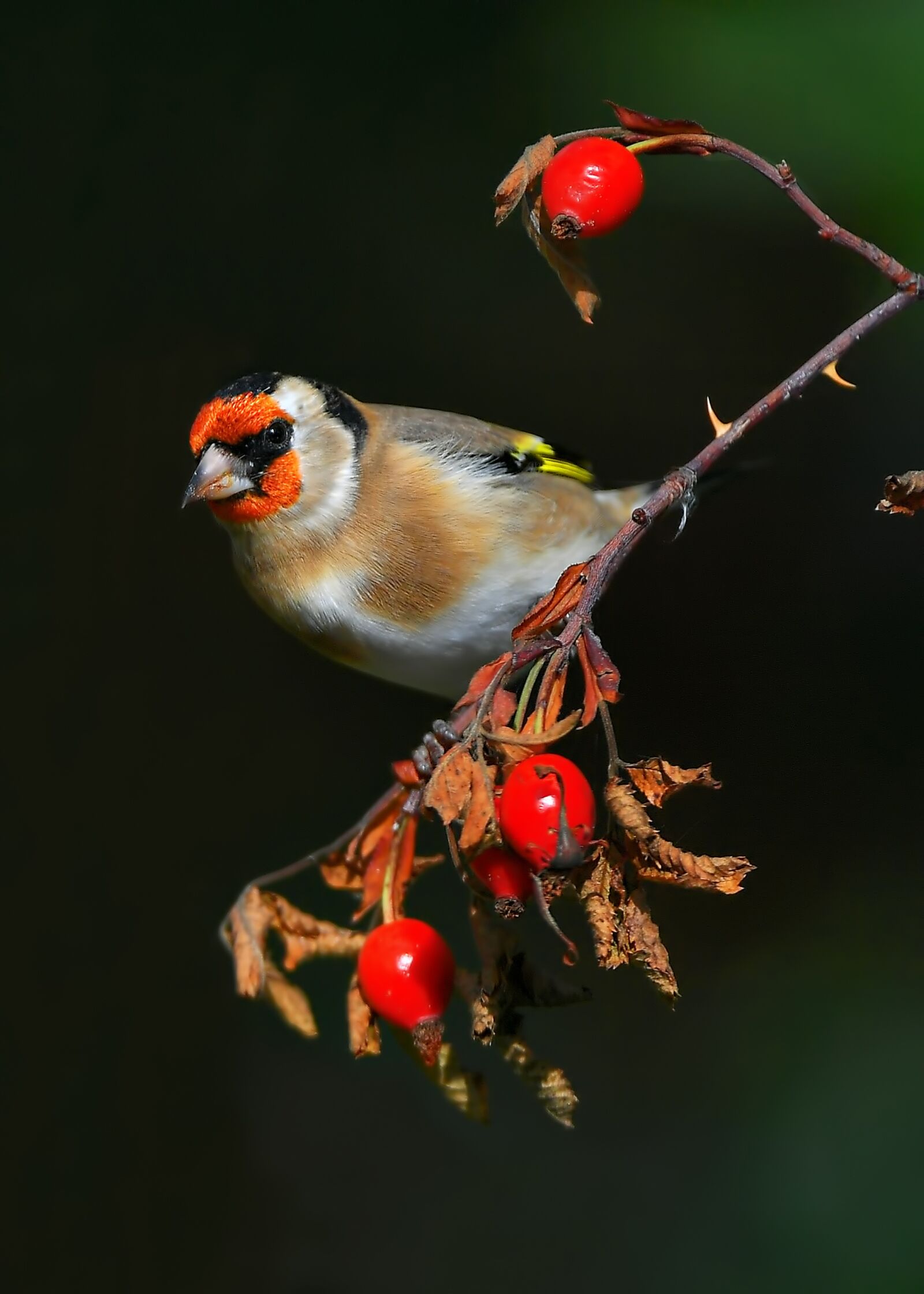 Nikon D5 sample photo. Goldfinch, carduelis, bird photography