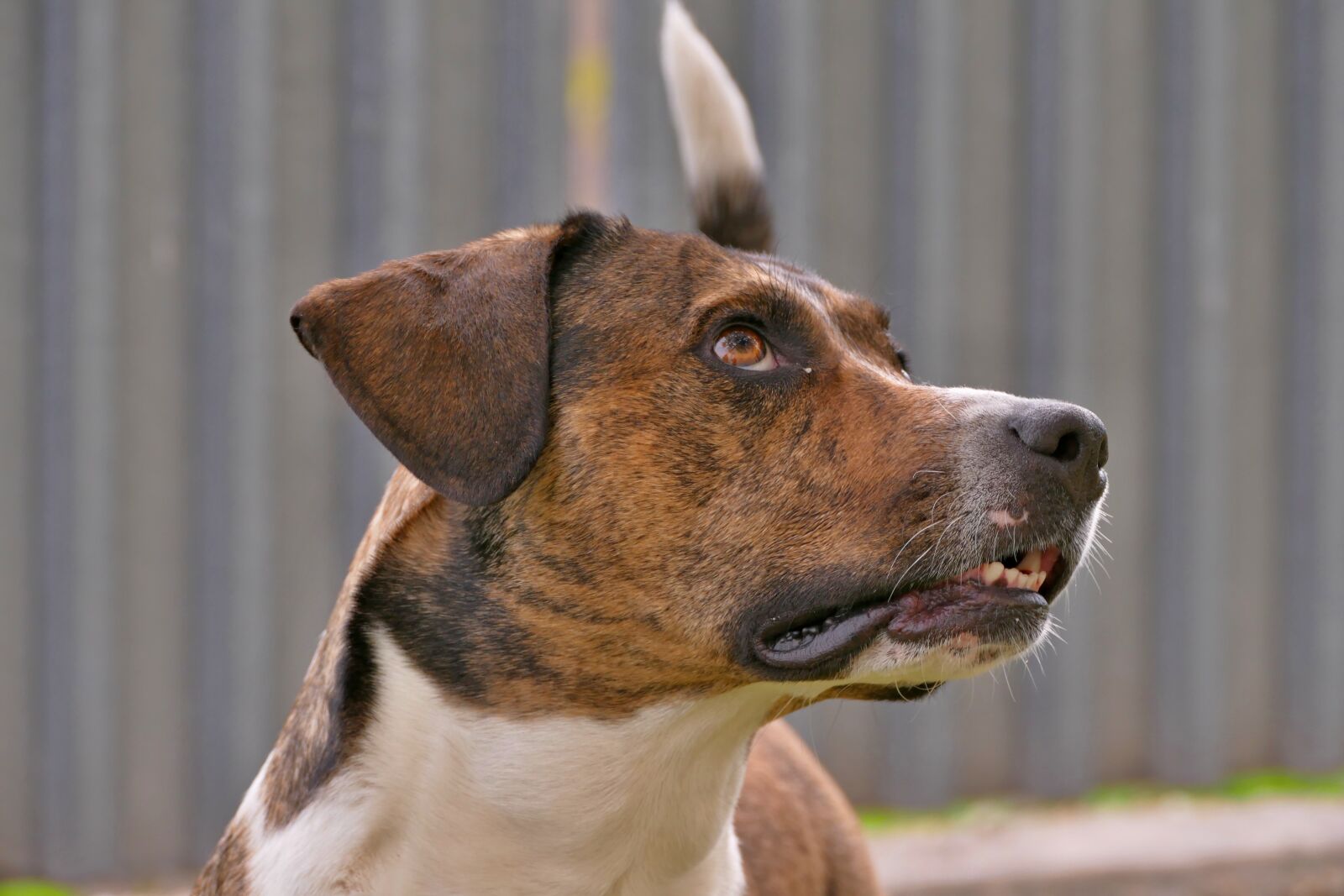 Panasonic Lumix DMC-FZ1000 sample photo. Dog, stafordterier, outdoors photography