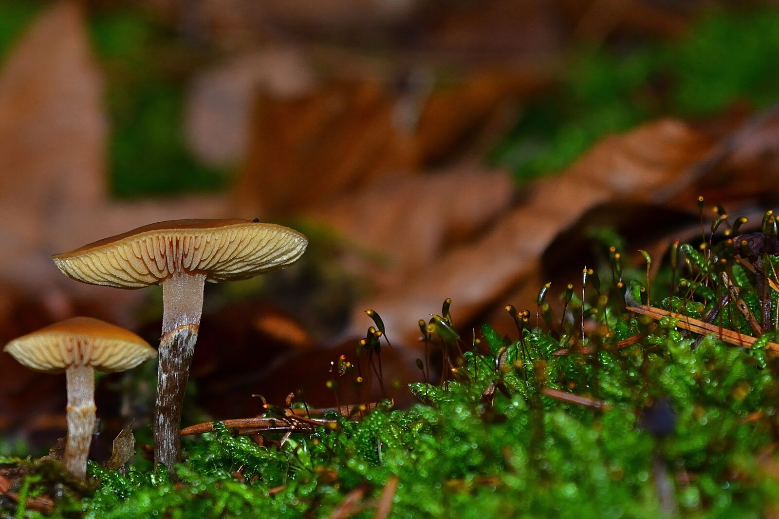 Nikon D5200 sample photo. Nature, forest, mushrooms photography