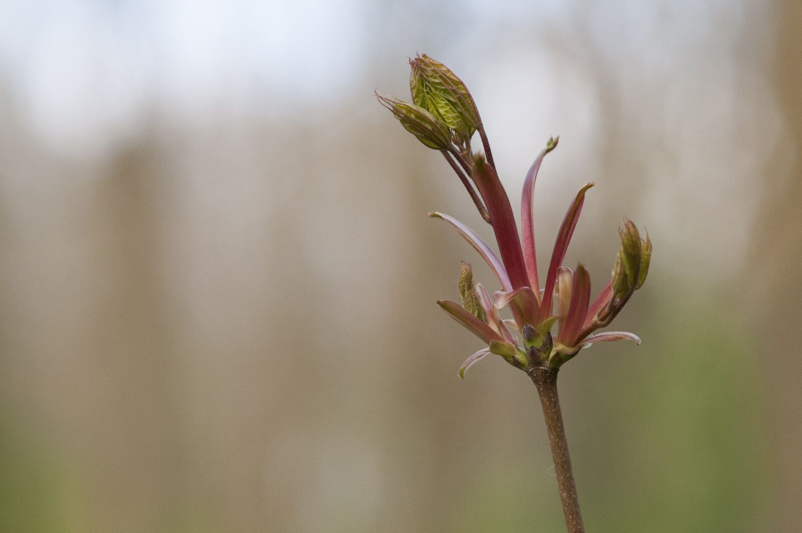 Nikon D300 sample photo. Spring, sprout, green photography