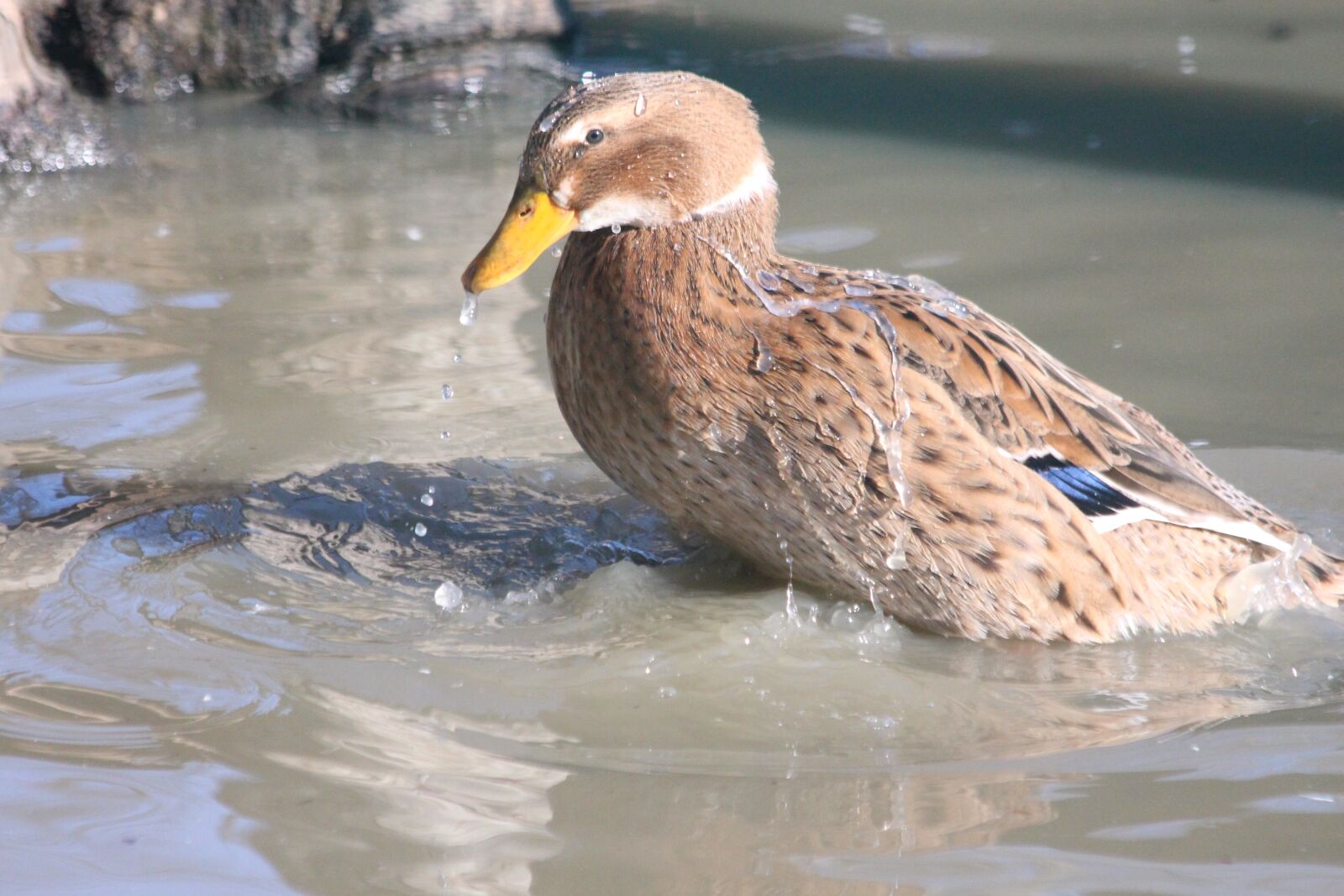 Canon EOS 650D (EOS Rebel T4i / EOS Kiss X6i) sample photo. Mallard, duck, bird photography