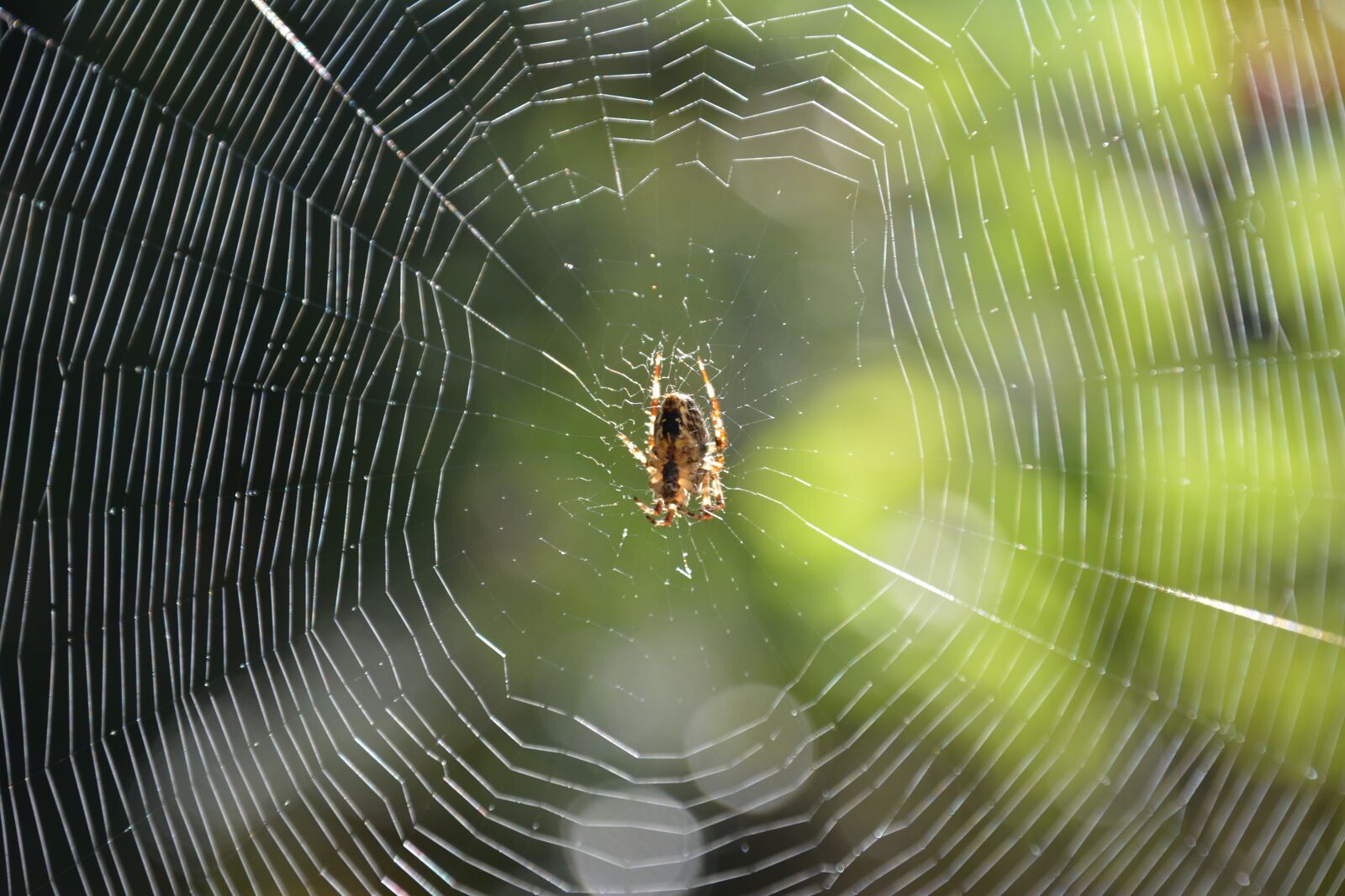 Nikon D5200 sample photo. Spider, spider in the photography