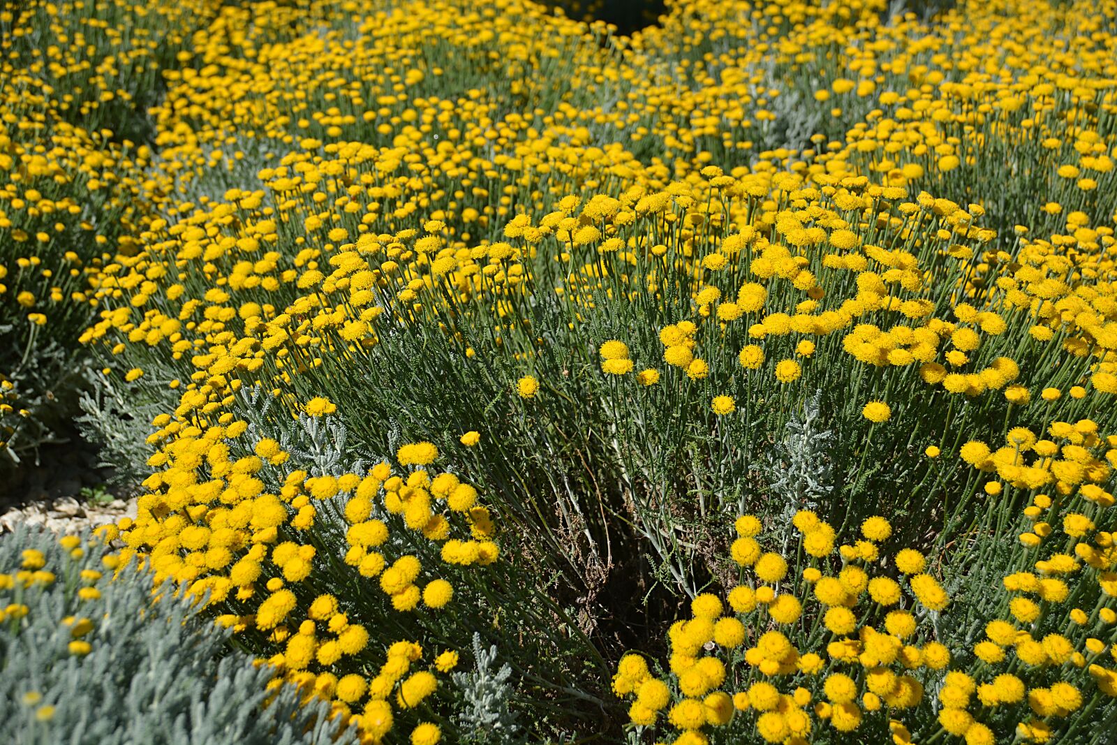 Nikon D5200 sample photo. Flowers, summer, fields photography