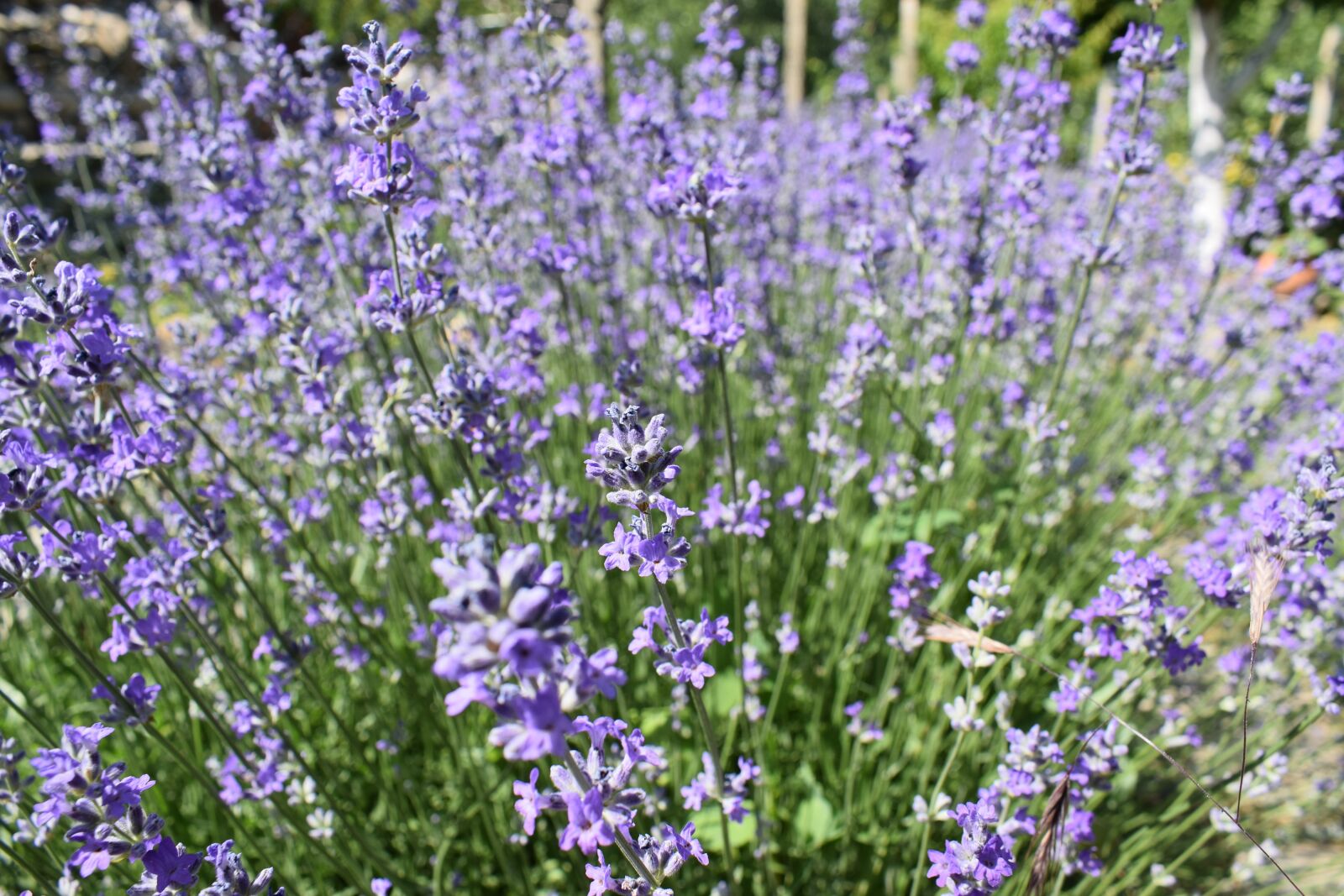 Nikon D5300 sample photo. Lavender, garden, flower photography