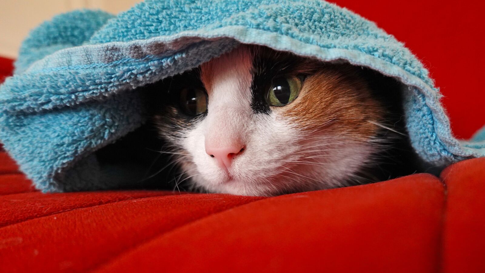 Sony Cyber-shot DSC-RX100 VI sample photo. Cats, safely, lapjeskat photography