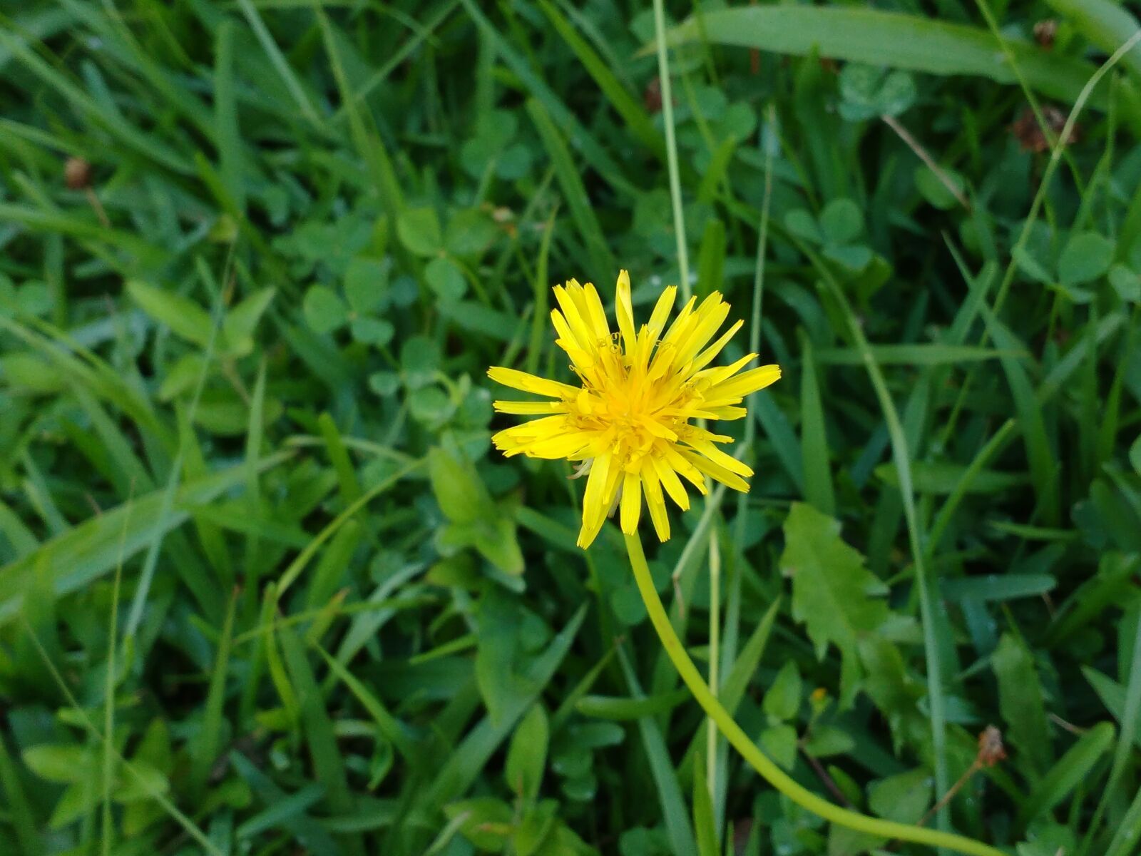 Motorola MotoG3 sample photo. Naturaleza, flor, prado photography