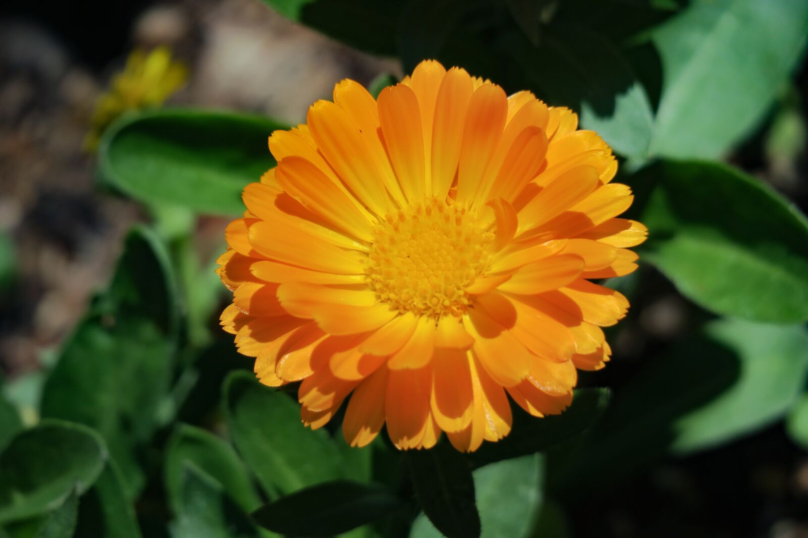 Canon PowerShot G3 X sample photo. Flower, natural, summer photography