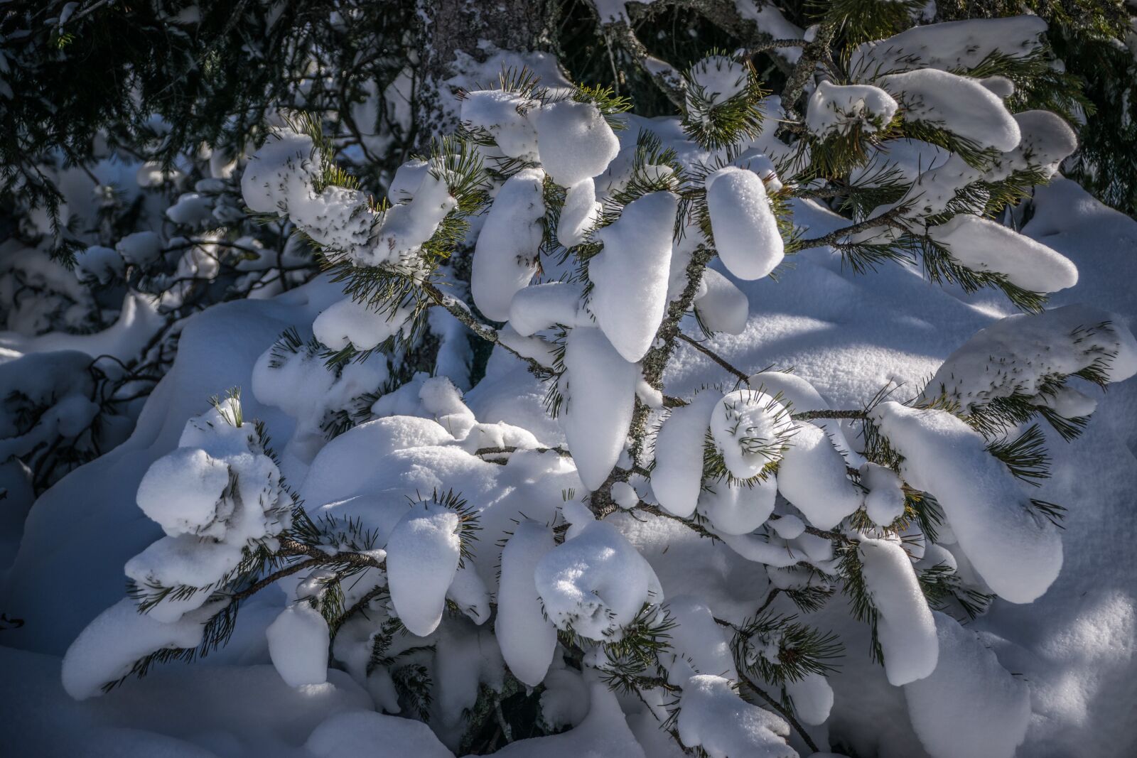 Nikon D5300 sample photo. Forest, winter, snow photography