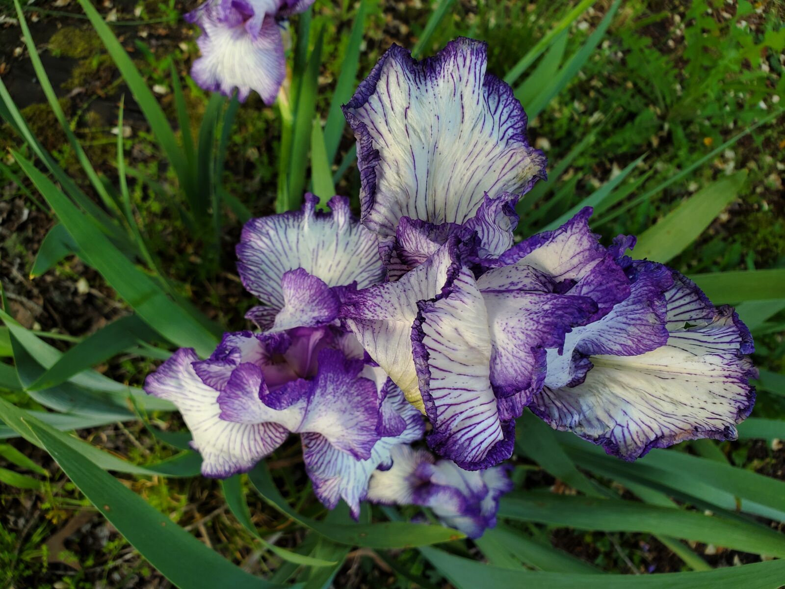 Samsung Galaxy S10 sample photo. Flower, iris, purple photography