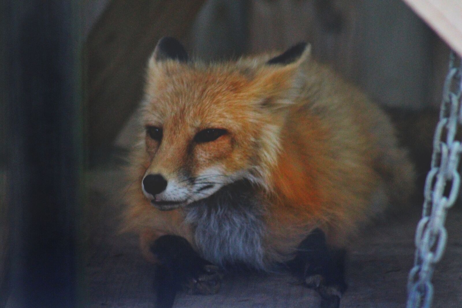 Canon EF 75-300mm f/4-5.6 sample photo. Fox, red, fox photography