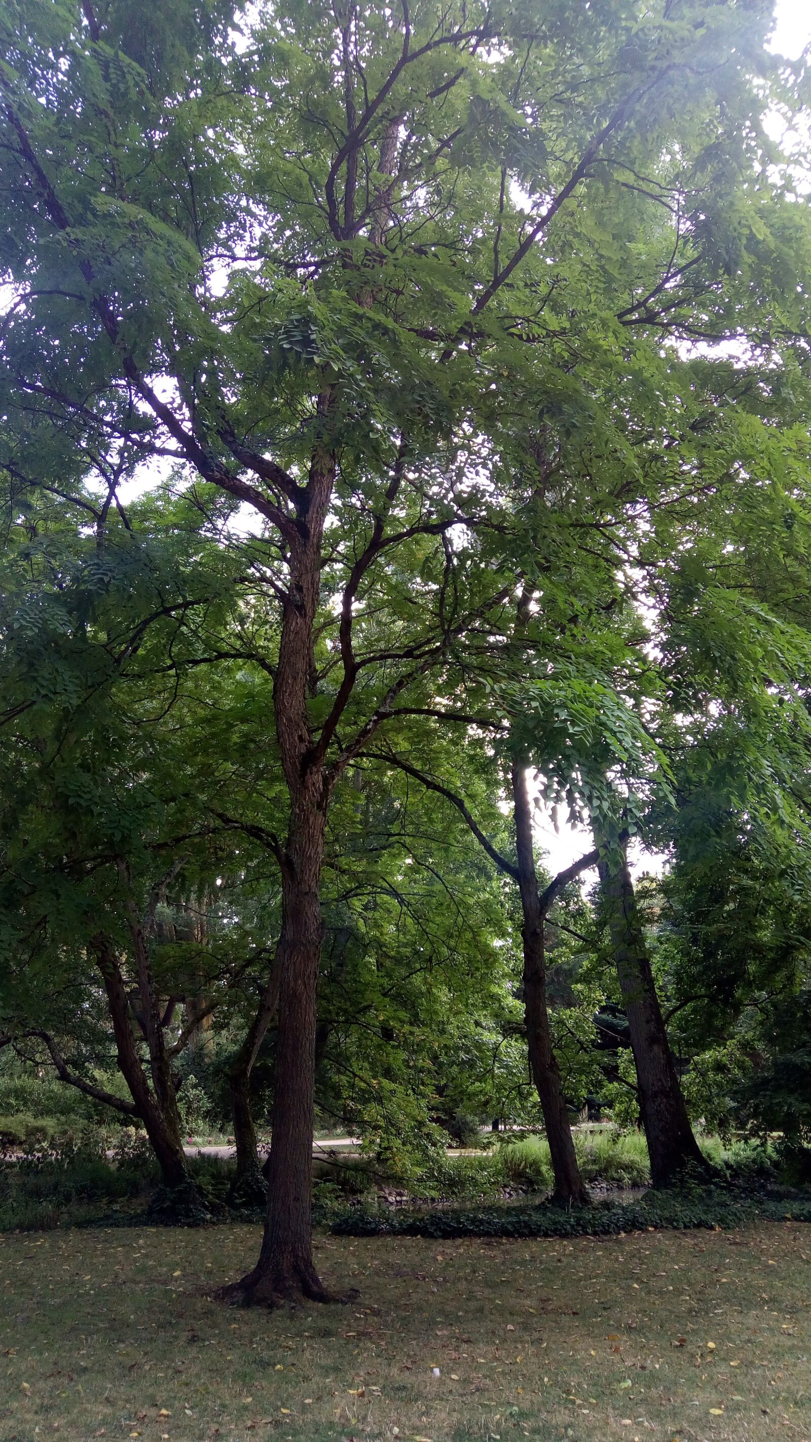 ASUS X008D sample photo. Tree, park, nature photography