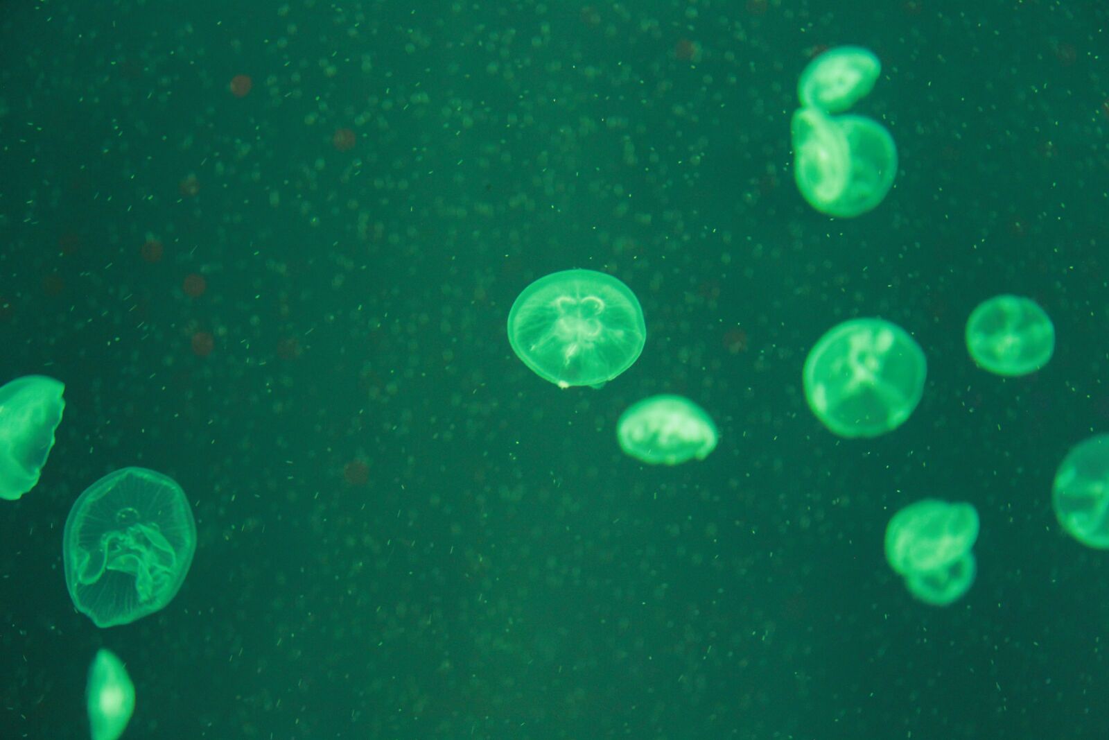 Canon EOS 60D sample photo. Jellyfish, marine aquarium, green photography