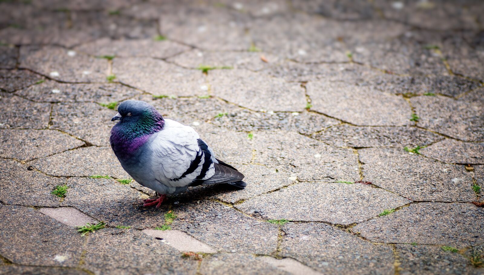 Tamron SP 90mm F2.8 Di VC USD 1:1 Macro sample photo. Pigeon, stone, ground photography