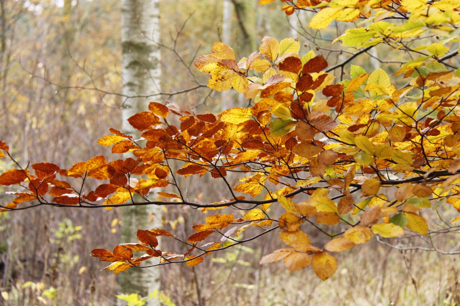 Canon EOS 500D (EOS Rebel T1i / EOS Kiss X3) sample photo. Forest, autumn, denmark photography