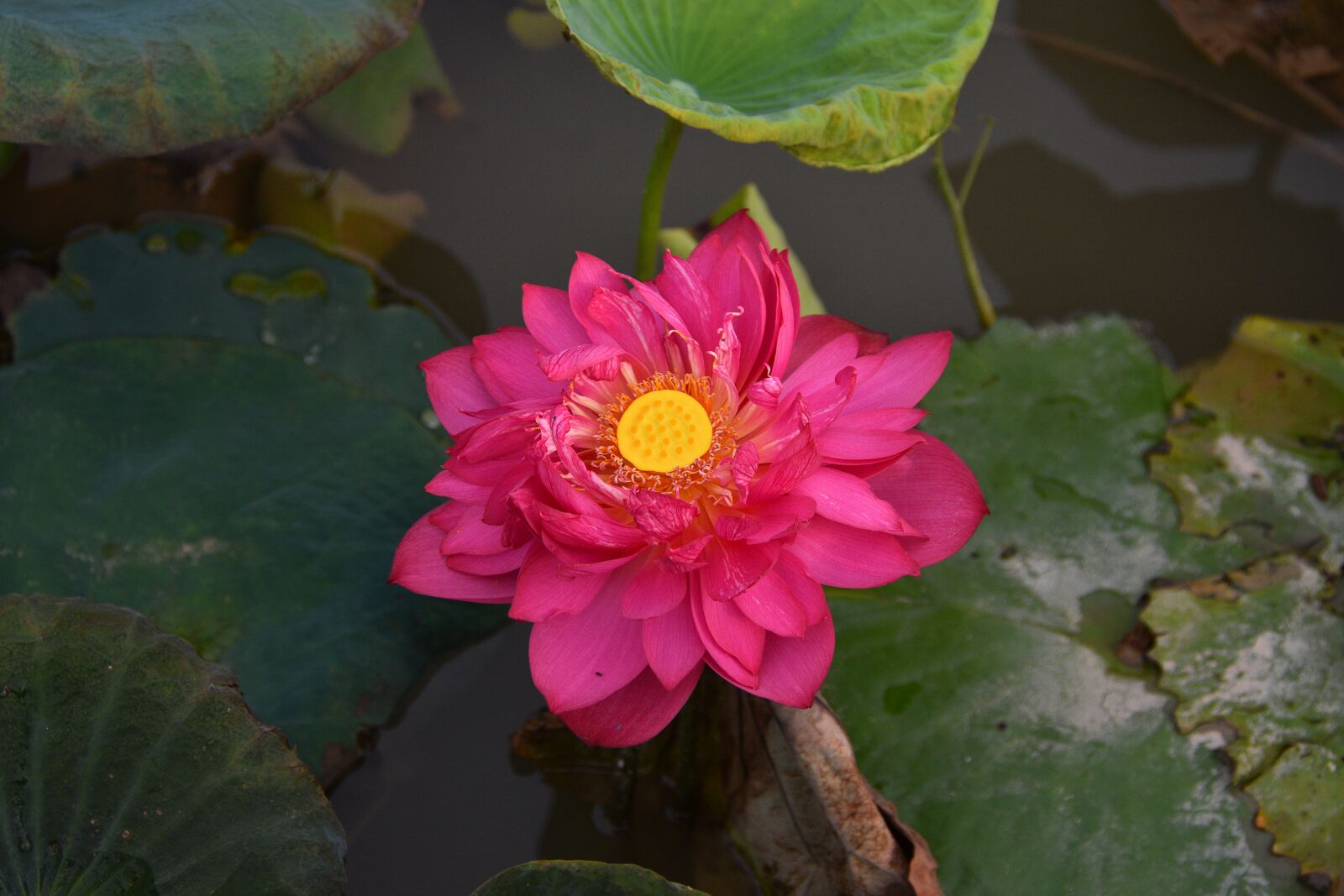 Nikon D7200 sample photo. Lotus, flower, lagoon photography
