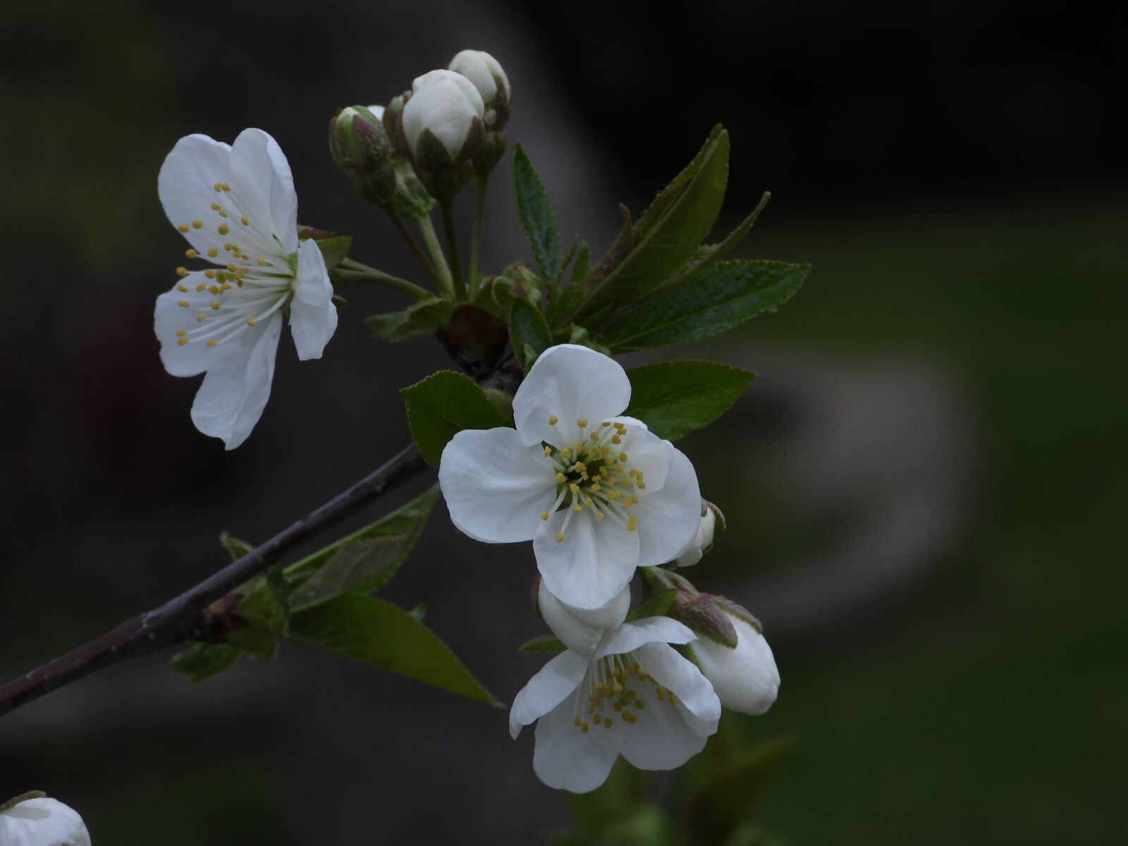 Nikon Coolpix P1000 sample photo. Cherry, flowering, spring photography