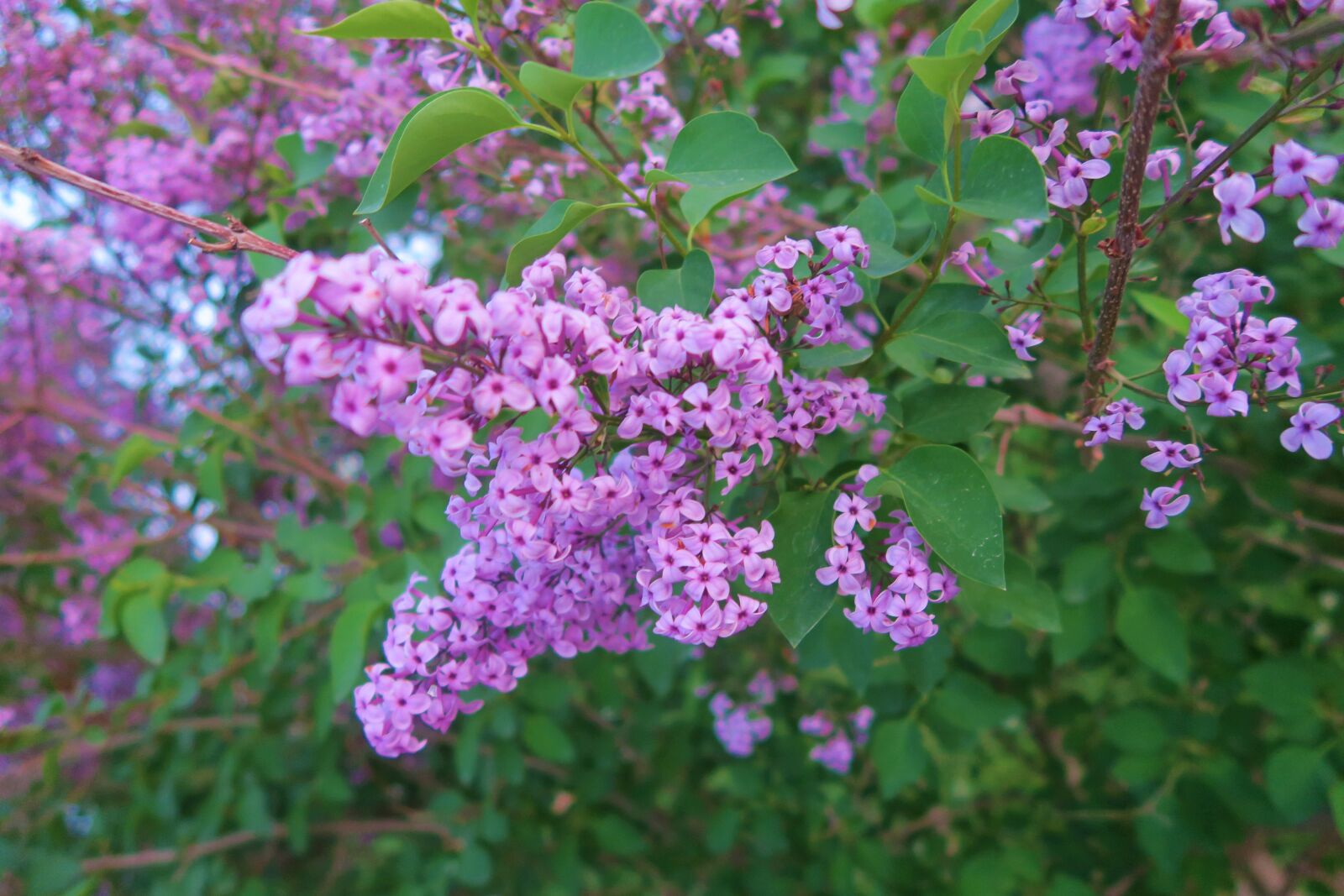 Canon PowerShot G7 X sample photo. Flower, plant, nature photography