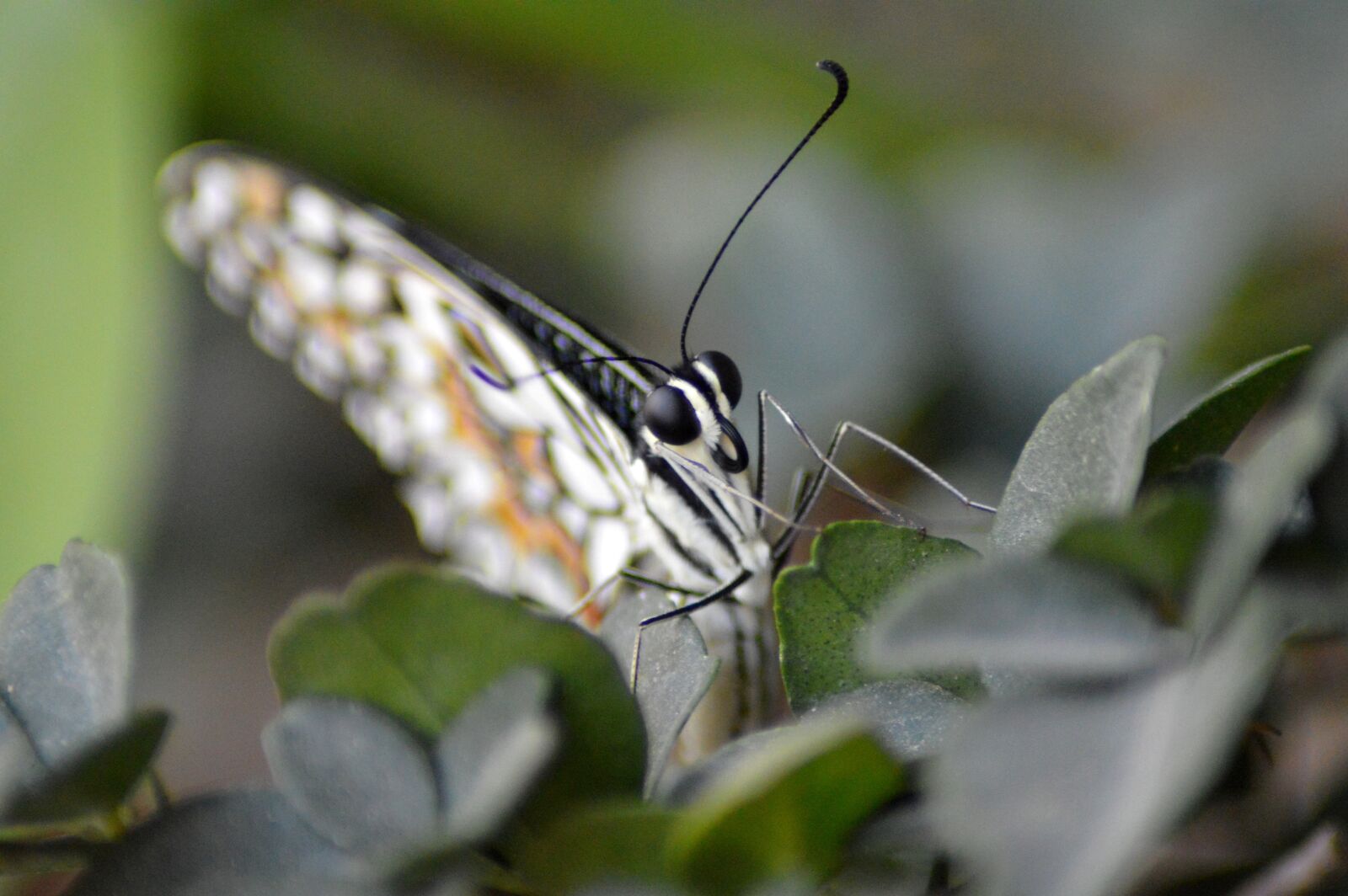 Nikon D3200 sample photo. Butterfly, forest, insect photography