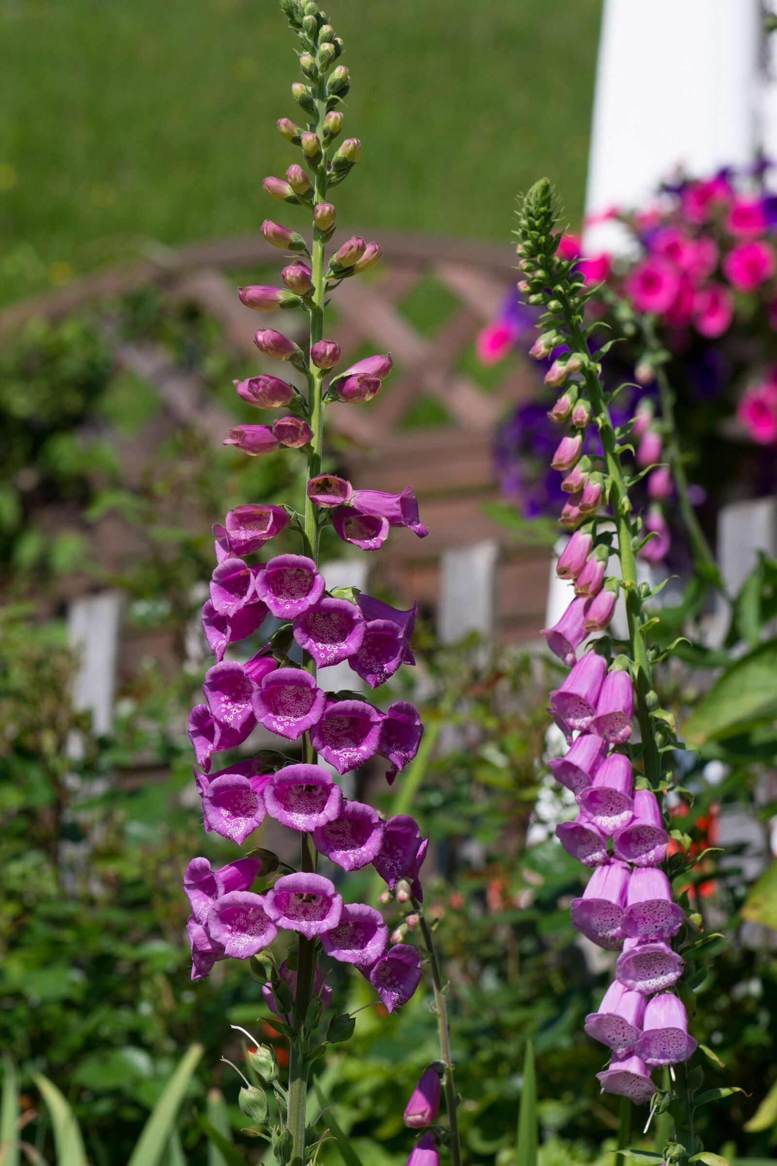 Nikon D7100 sample photo. Thimble, common foxglove, flower photography
