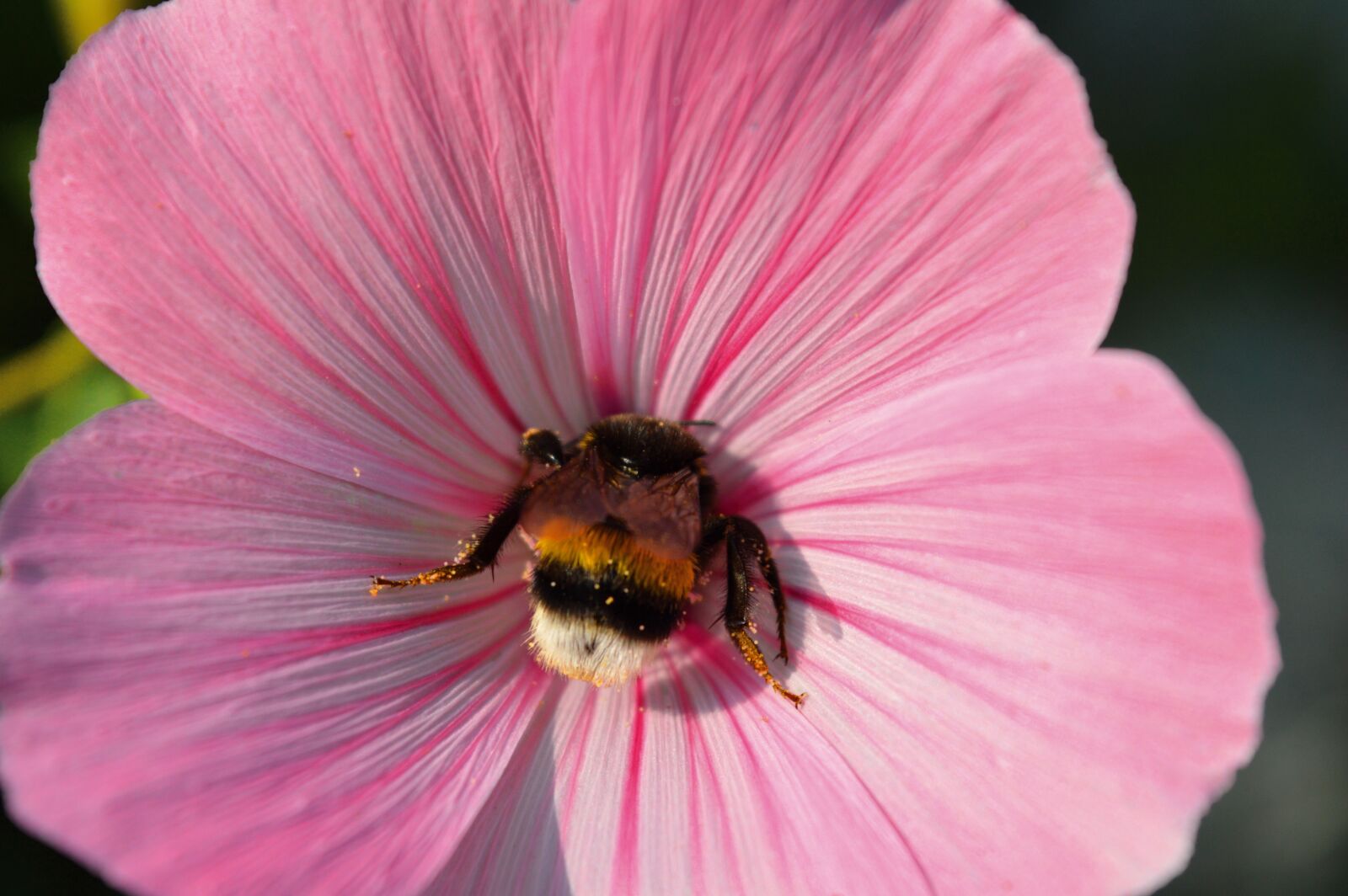 Nikon D3200 sample photo. Mallow, blossom, bloom photography
