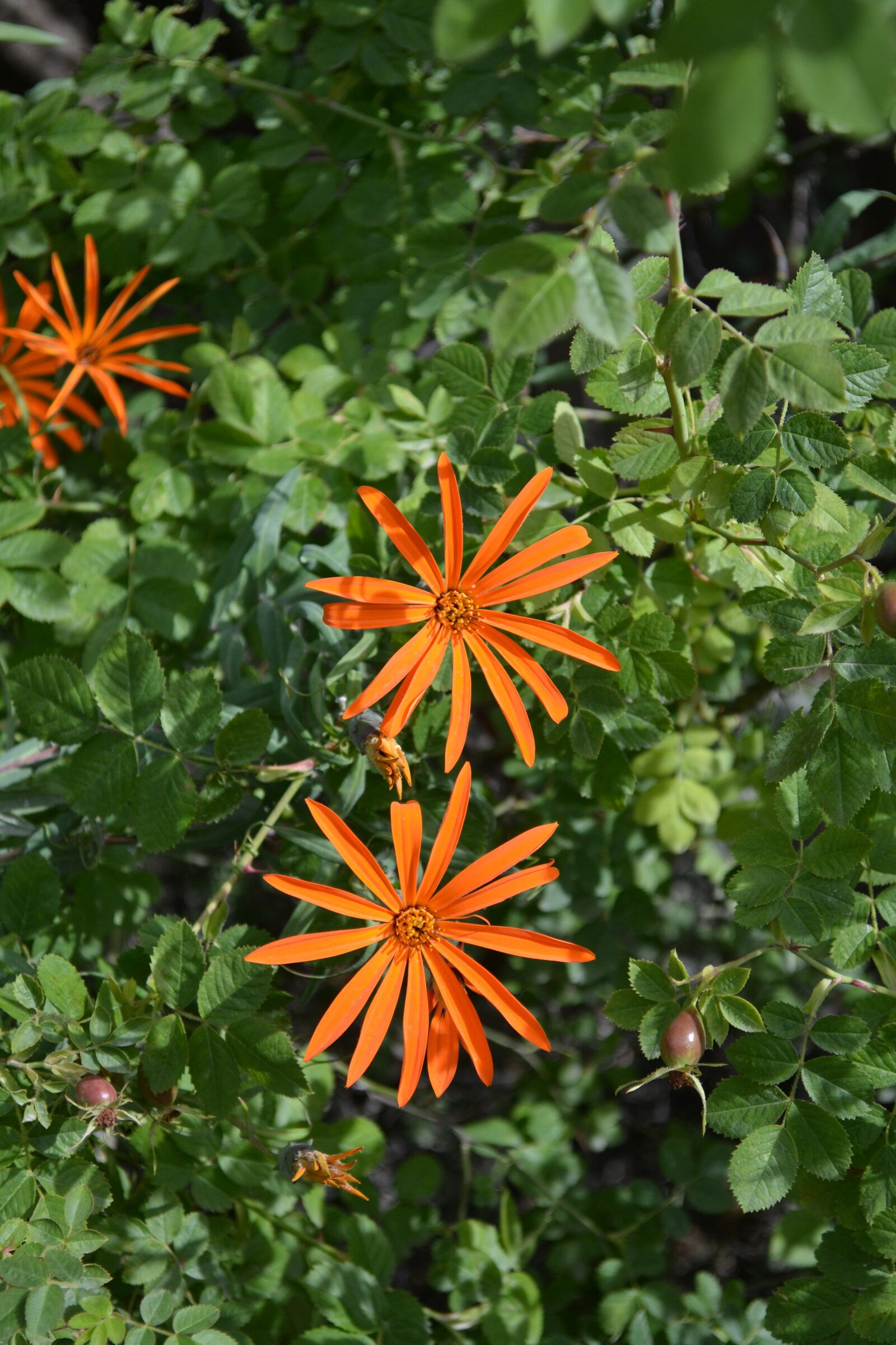 Nikon D3100 sample photo. Asteraceae, mutisia, flower photography