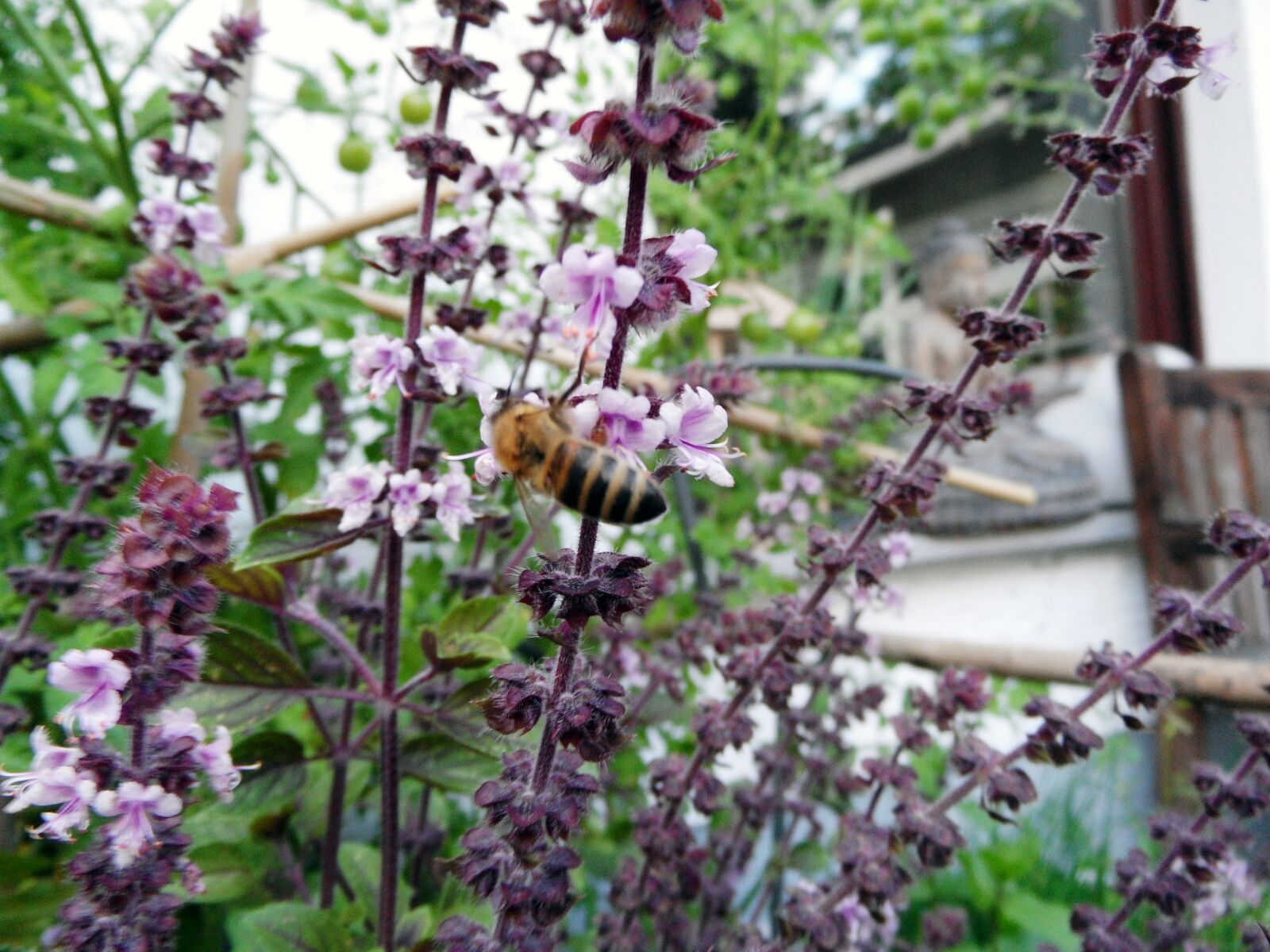Samsung WB600 / VLUU WB600 /  WB610 sample photo. Bee, basil, herbs photography