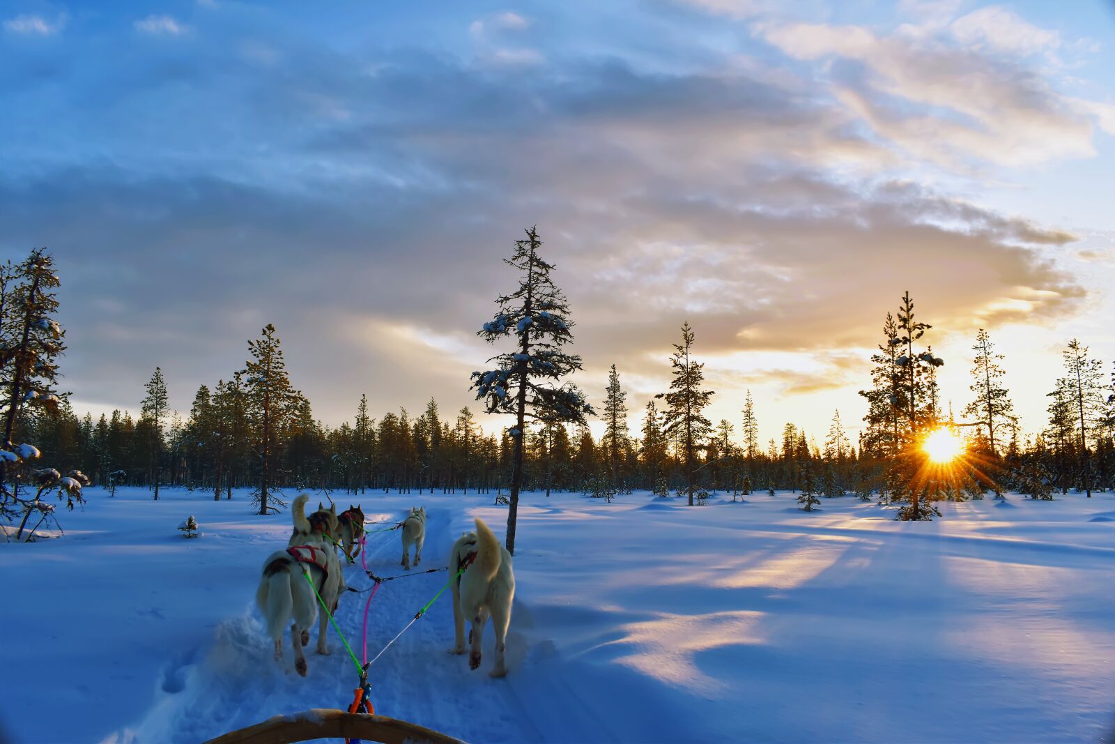 Nikon D5600 sample photo. Husky, dogsled, landscape photography