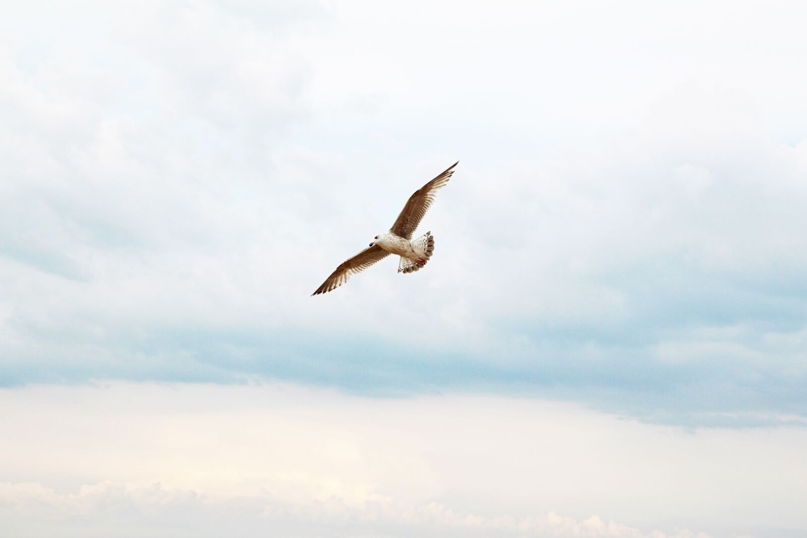 Canon EOS 700D (EOS Rebel T5i / EOS Kiss X7i) sample photo. Flying, seagull, sky photography