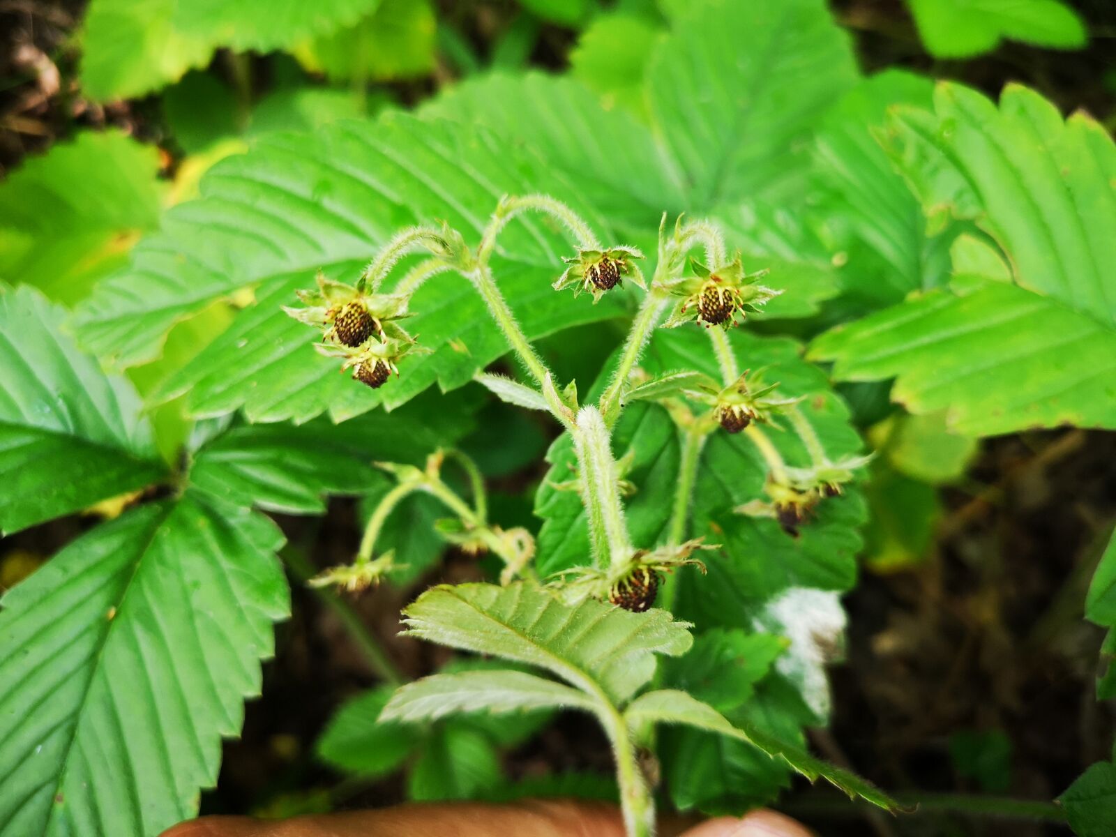 HUAWEI CLT-L29 sample photo