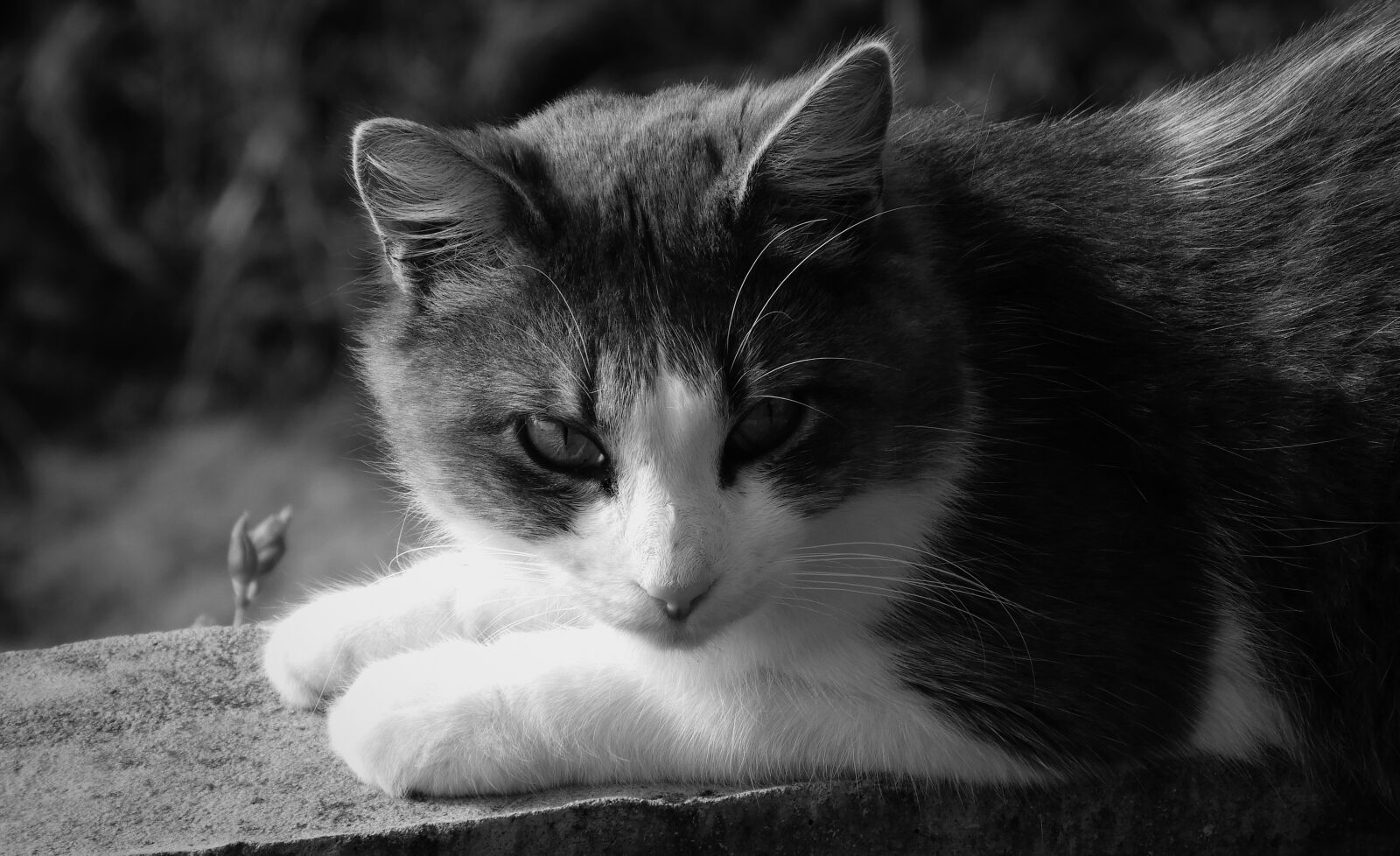 Nikon Coolpix B700 sample photo. Black and white, cat photography